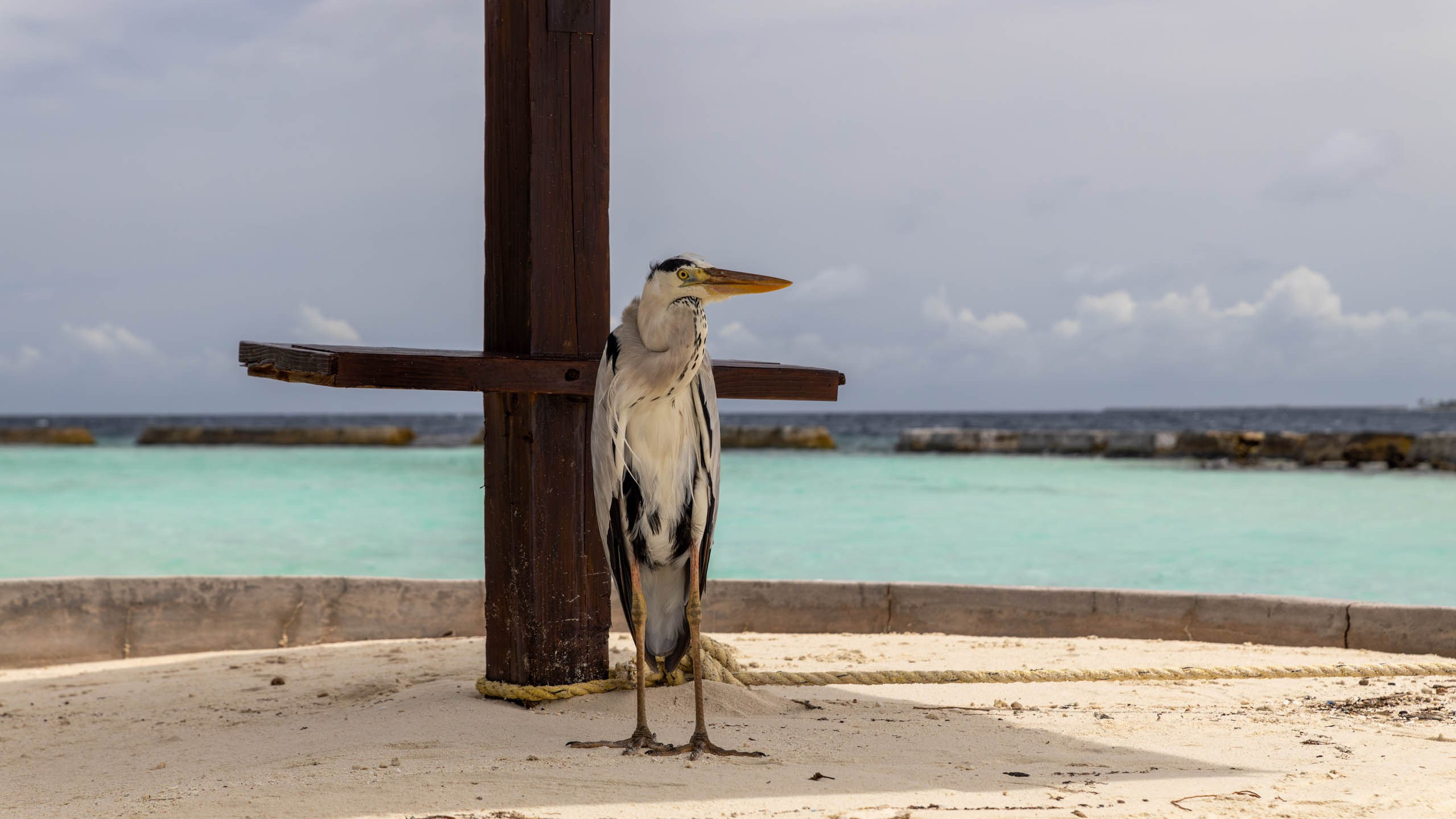 Мальдивы, Ellaidhoo Maldives by Cinnamon