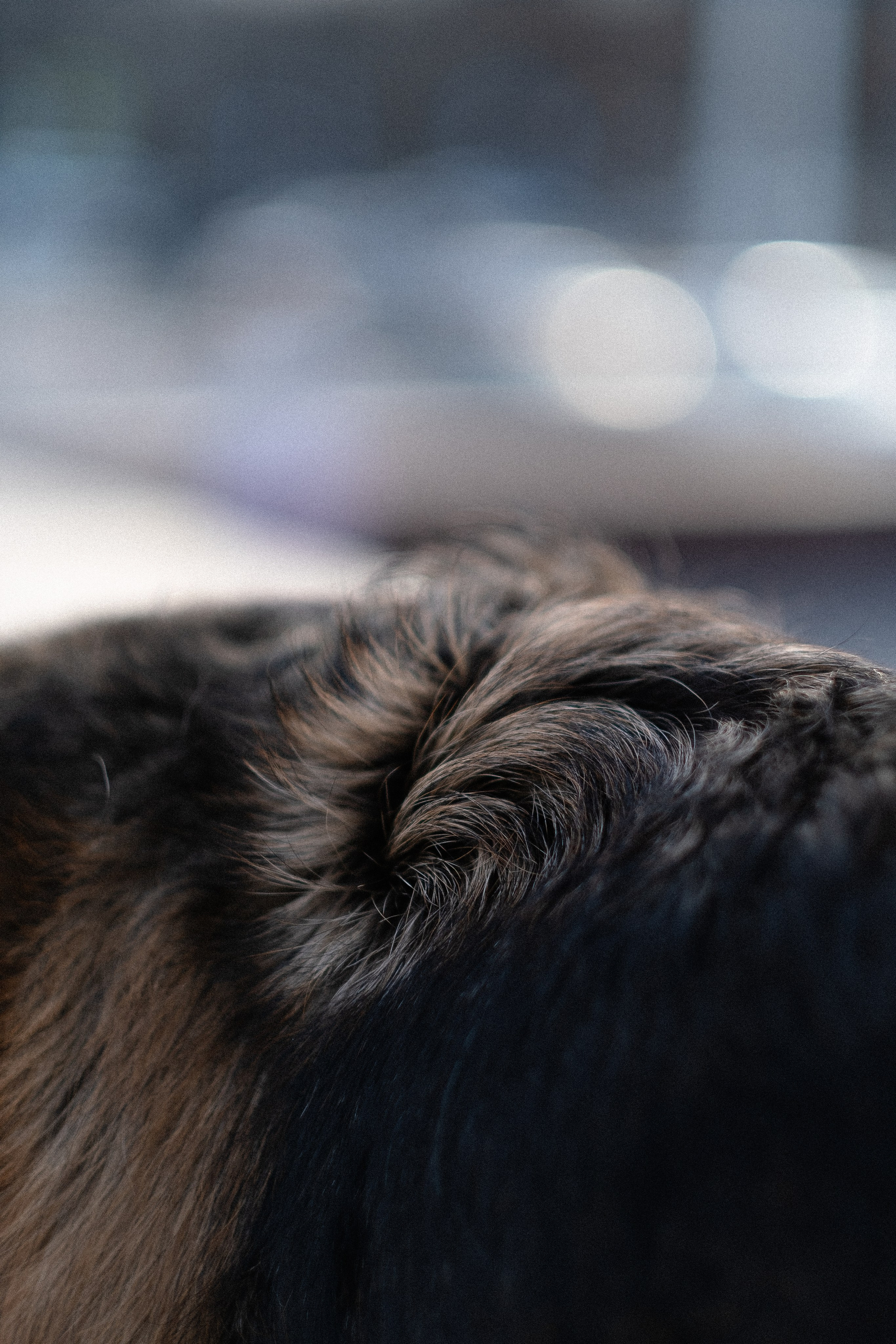 Оля и Джерри. Фотограф и видеограф анималист Аганина Дарья