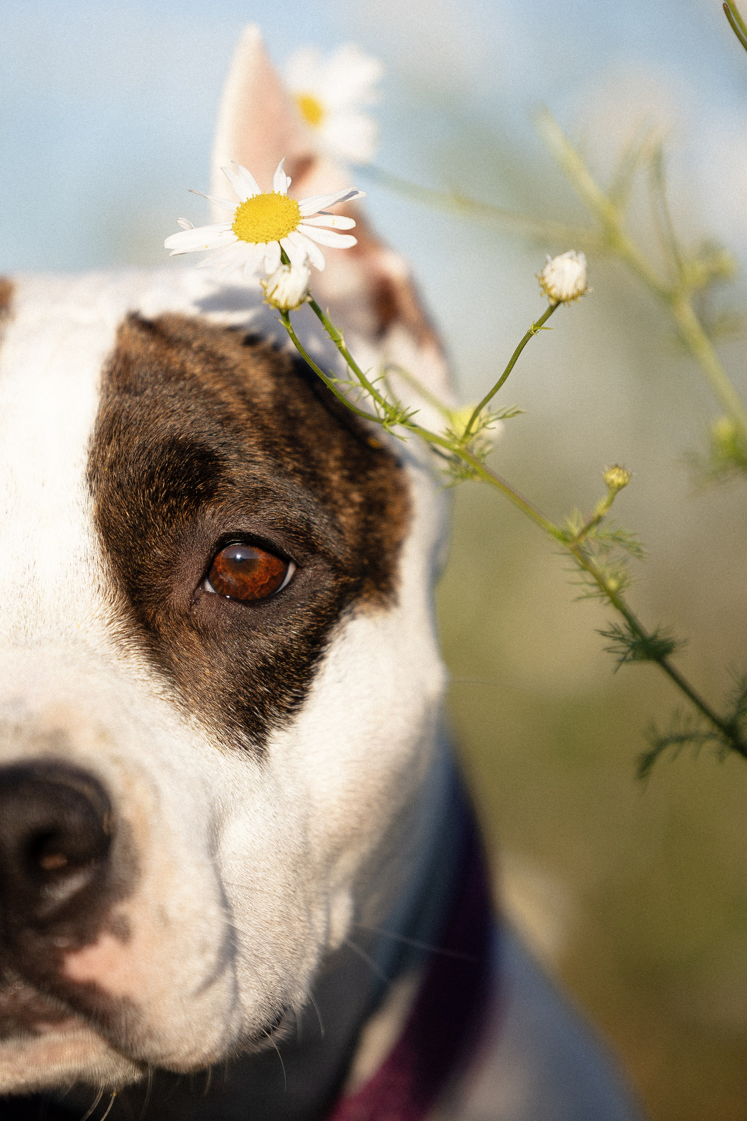 Женя, Афра и Молли. Фотограф и видеограф анималист Аганина Дарья