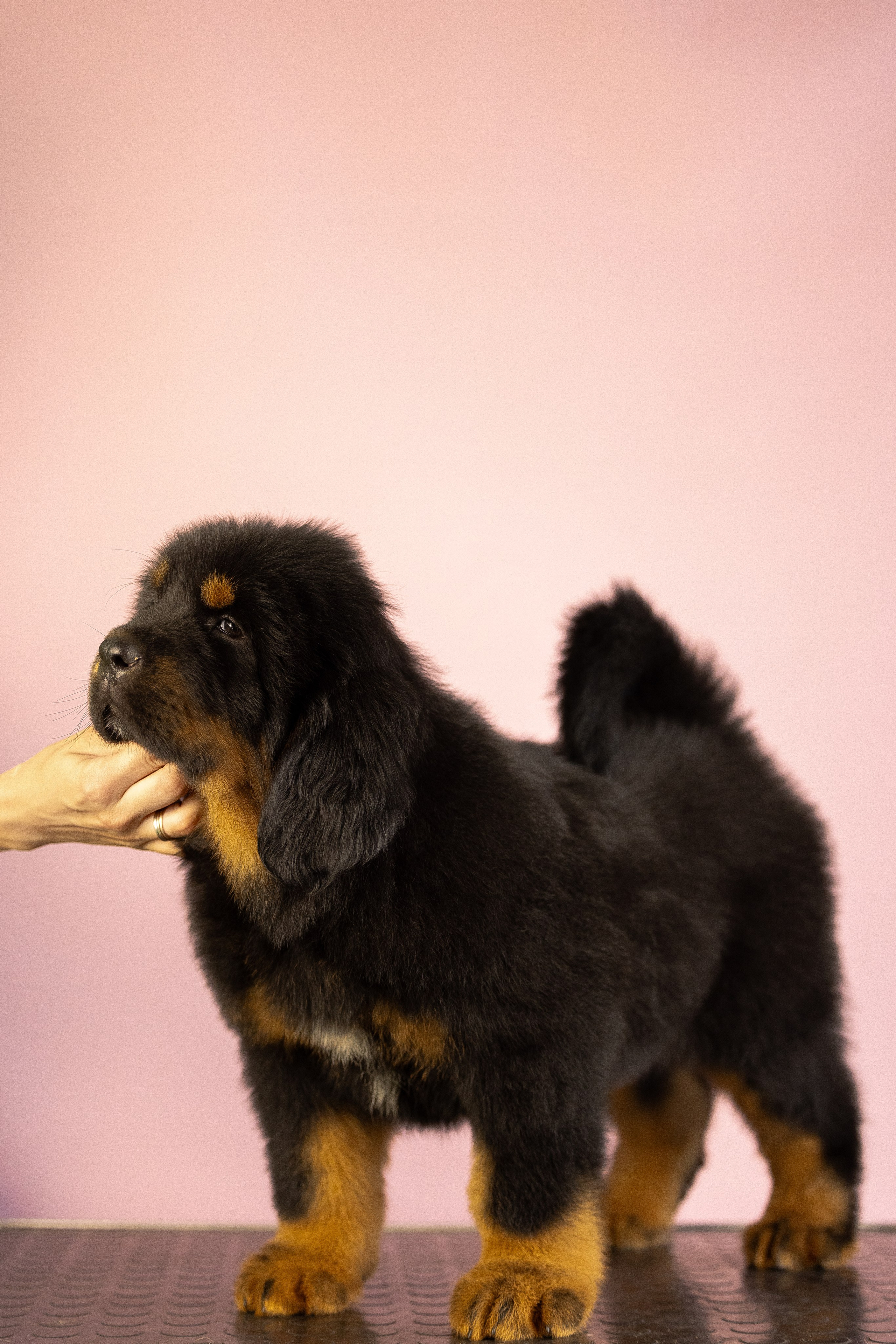 Тибетский мастиф. Фотограф и видеограф анималист Аганина Дарья