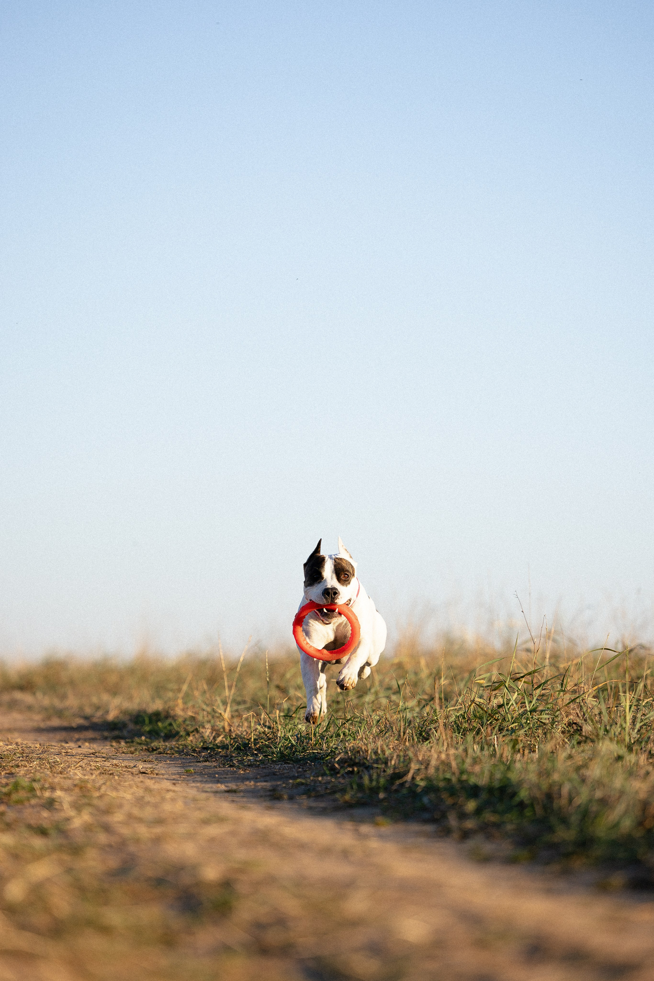 Женя, Афра и Молли. Фотограф и видеограф анималист Аганина Дарья