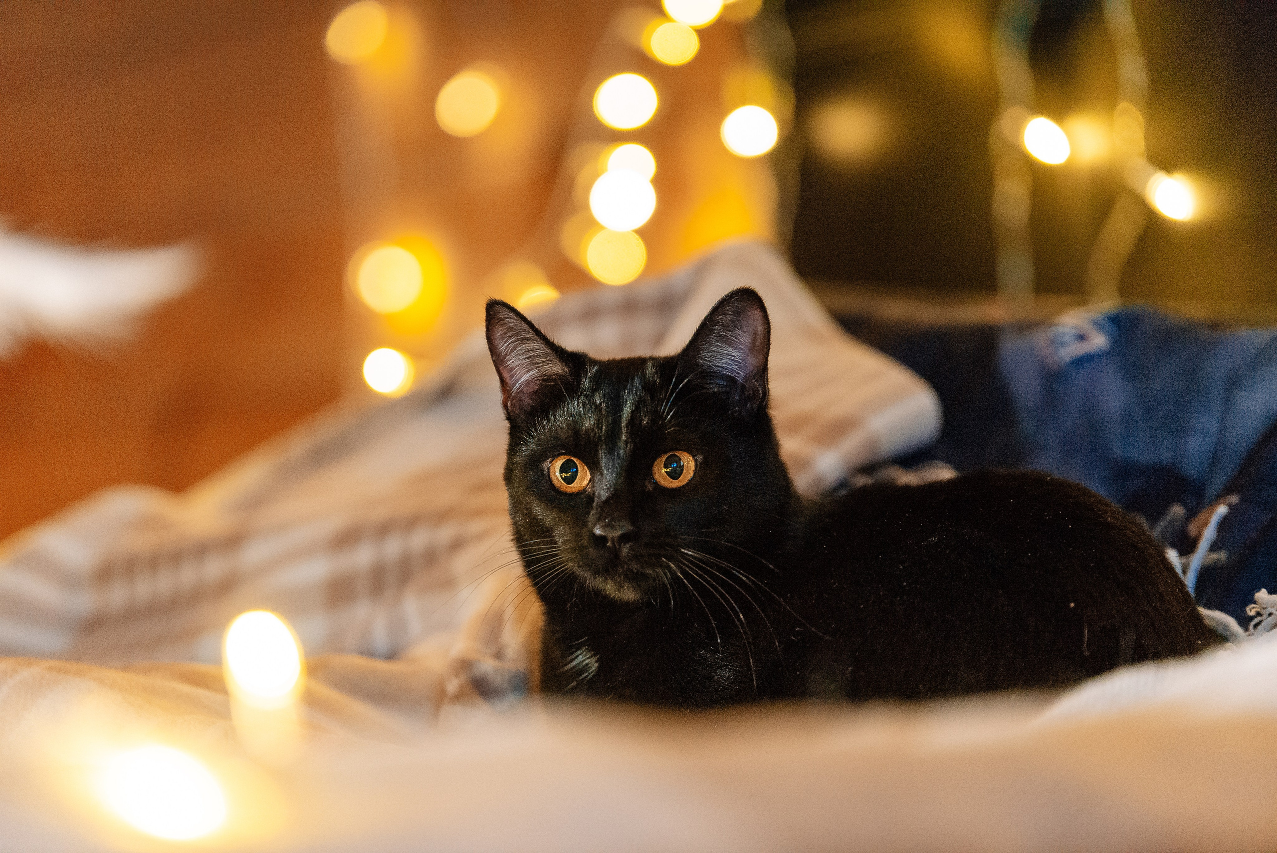 Светлана, Альфа и кошки ✨. Фотограф-анималист Анастасия Парфенова|Екатеринбург