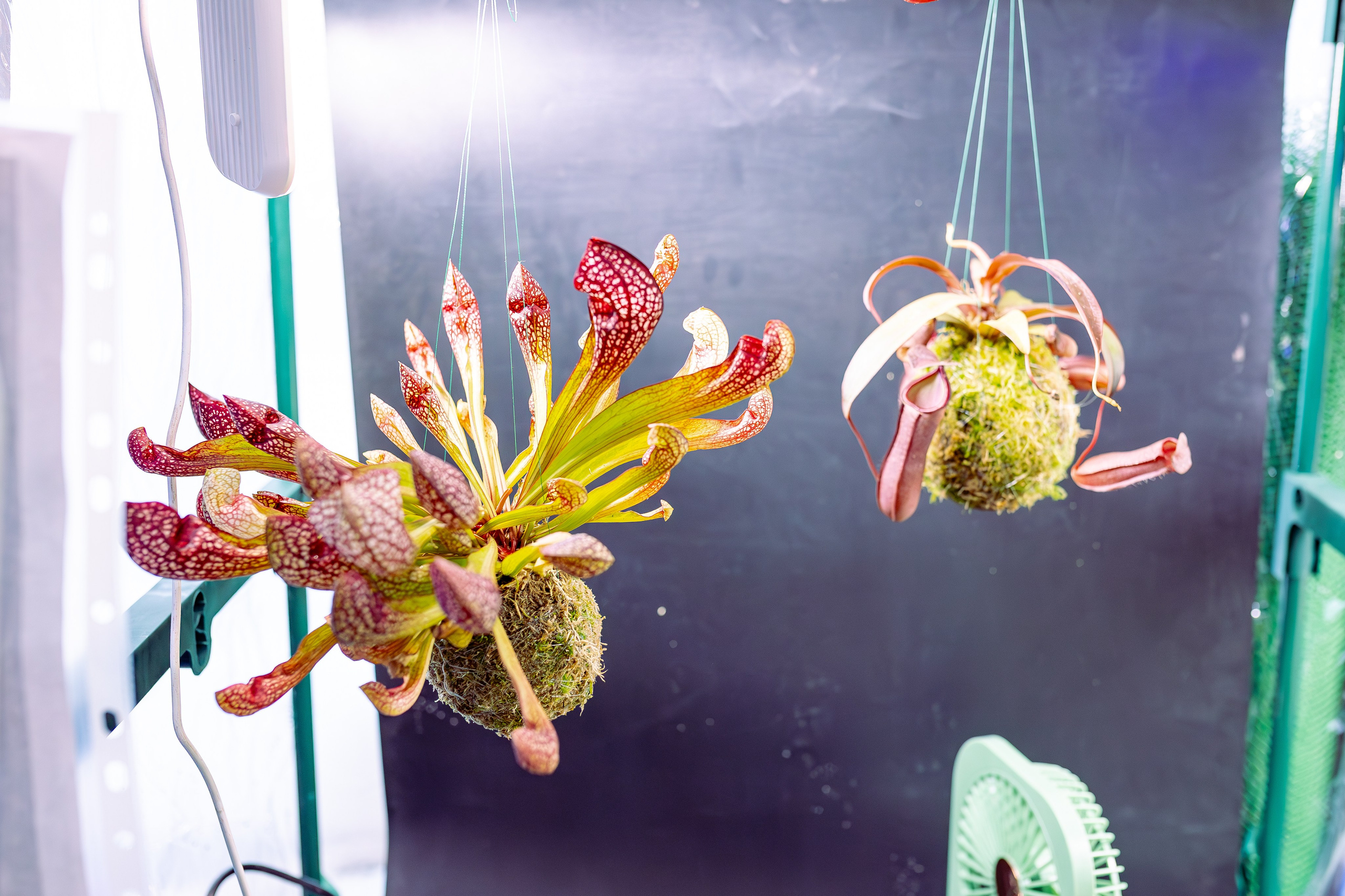 Монстериум 11–12 октября. Александра Куликова фотограф, Москва