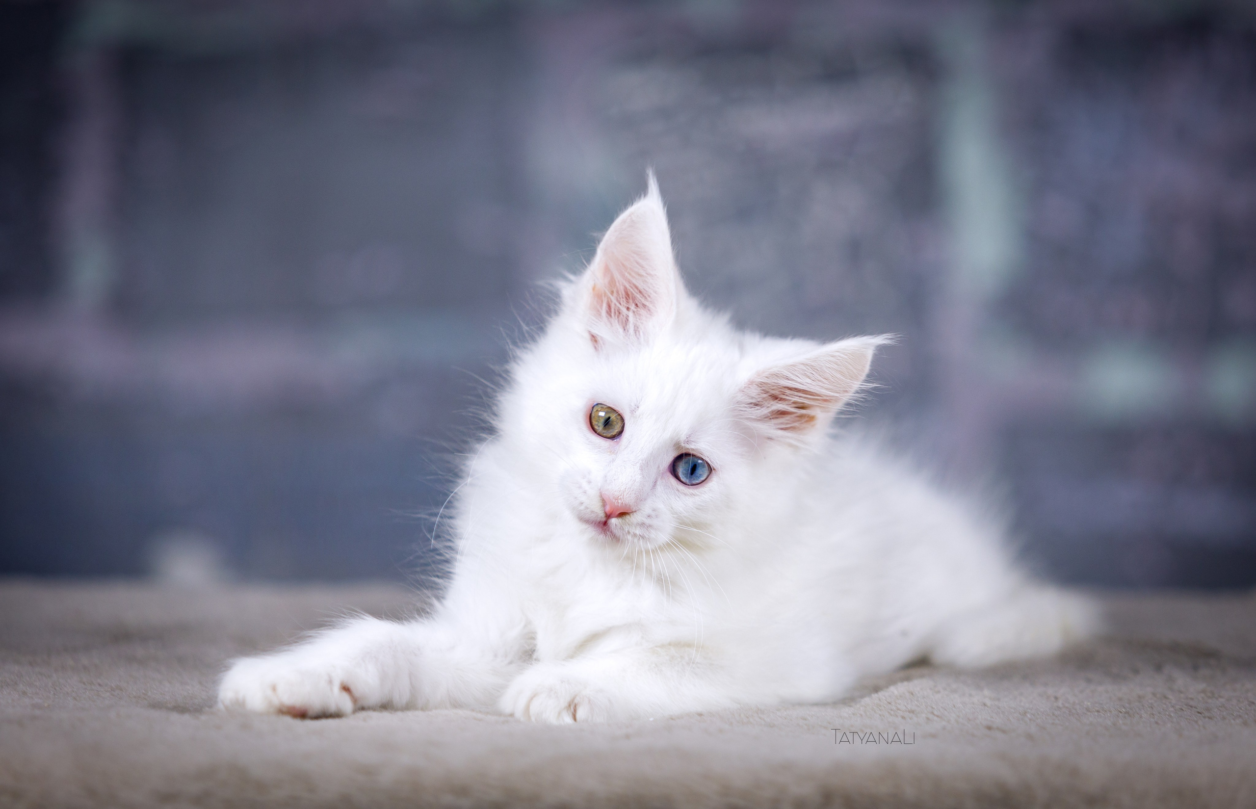 Котята. Фотограф — анималист Татьяна Ли