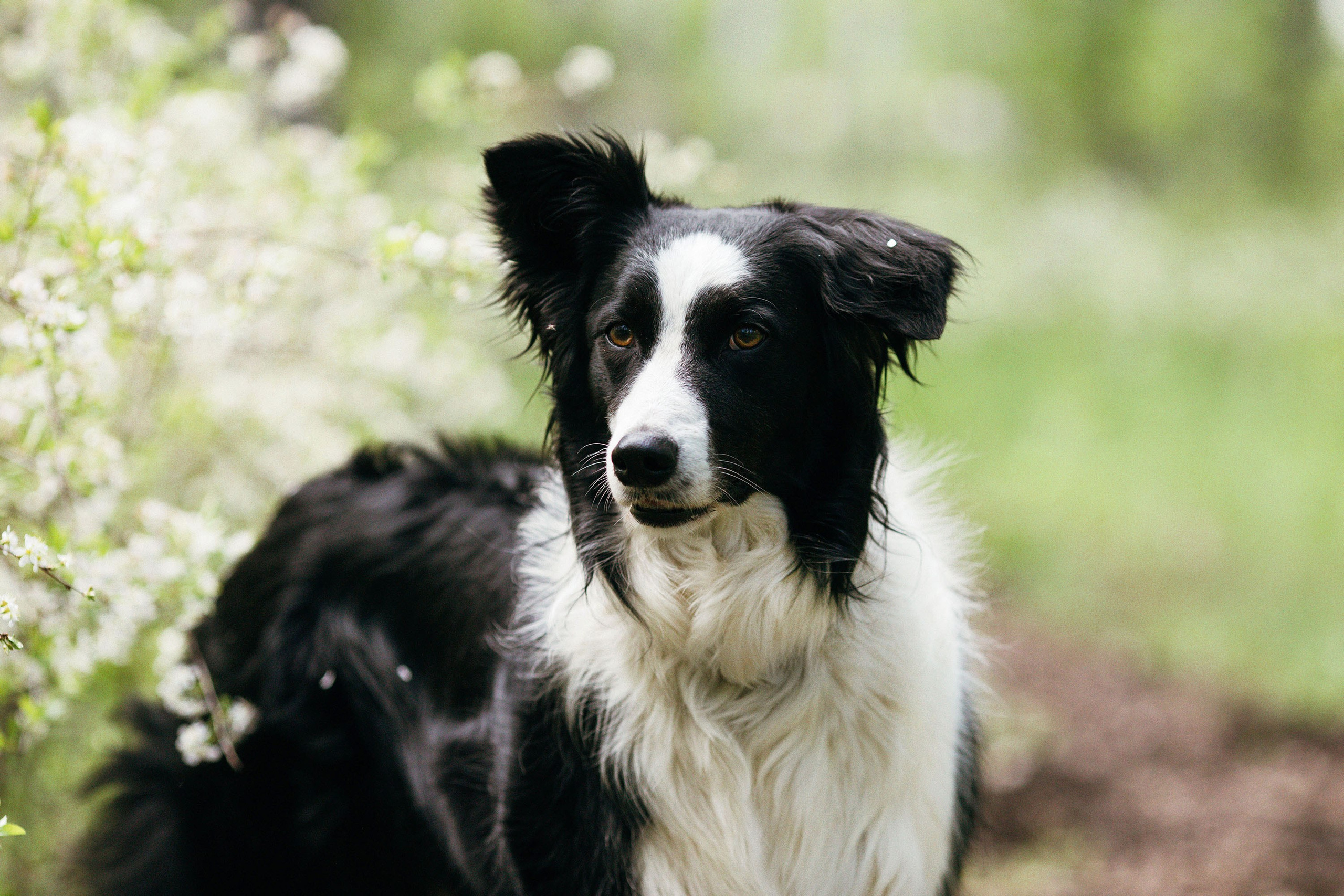 Съемка животных. Конный фотограф в Челябинске Стромова Ольга