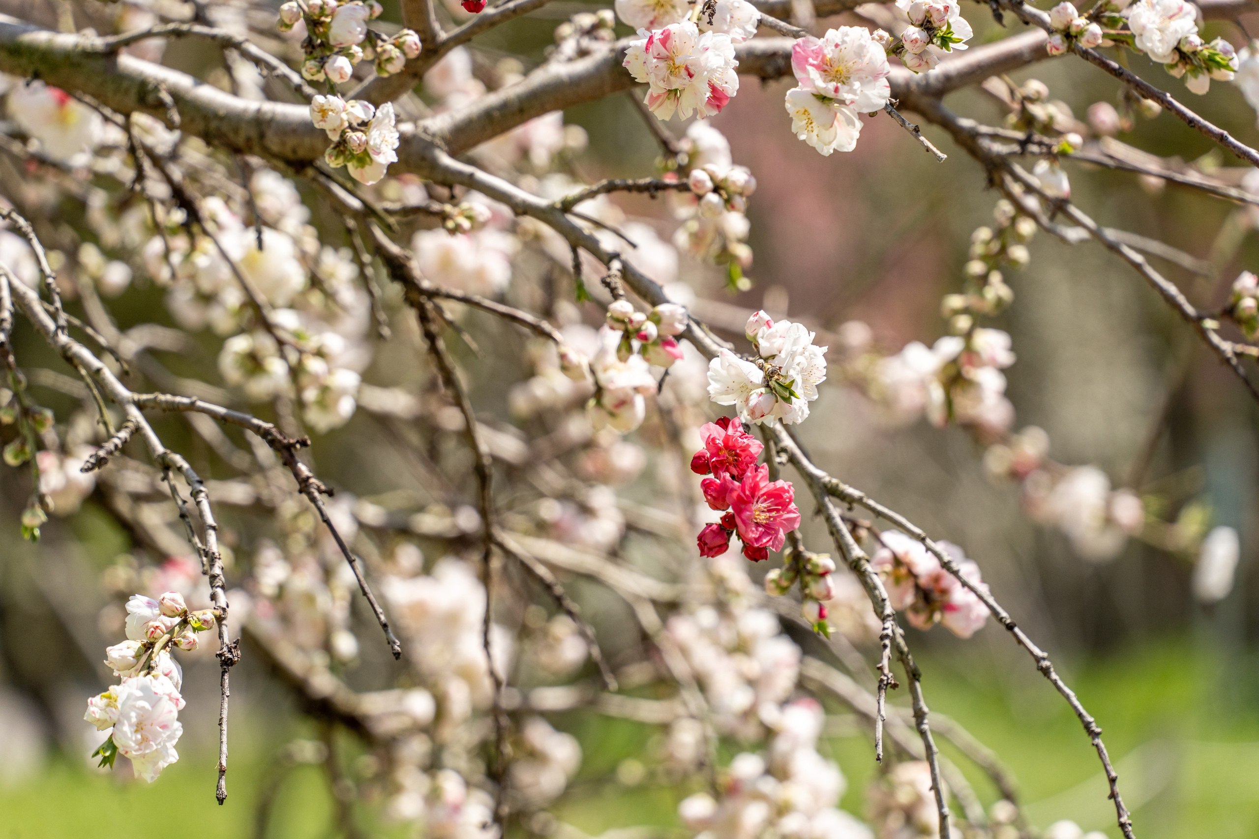 Япония, сакура. Творческие сьемки