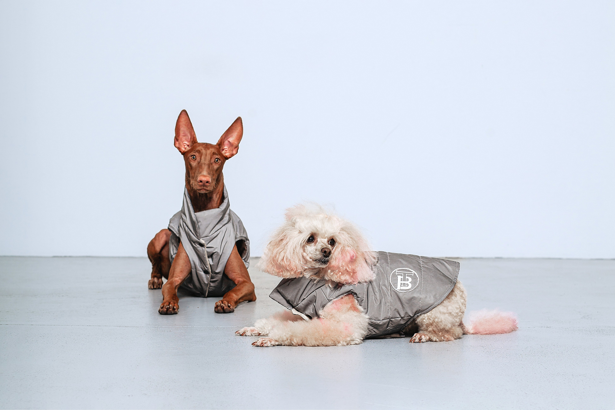 Съемка для бренда TEDDYBOY. Фотограф-анималист Татьяна Степанова