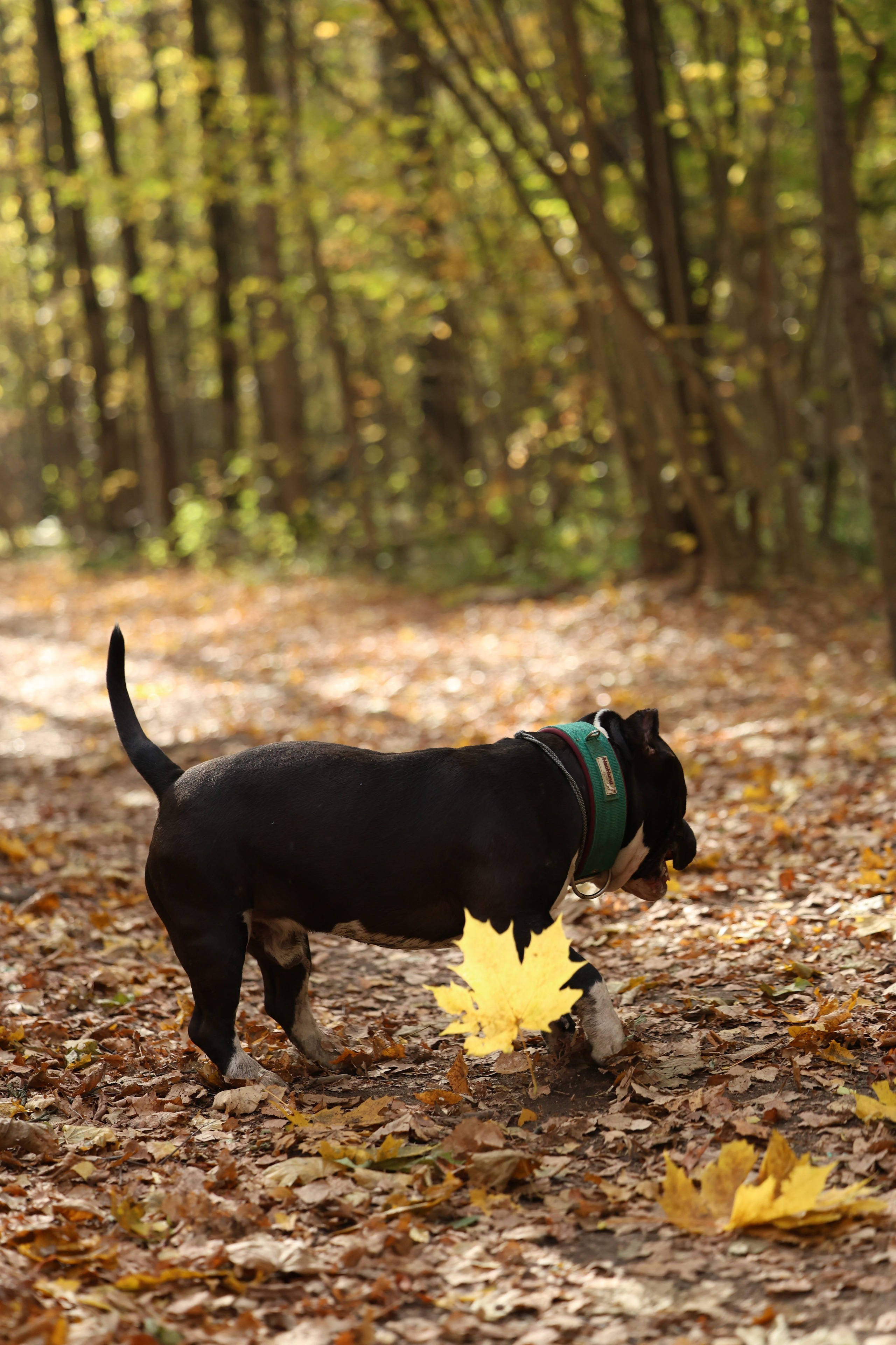 Бумер. Виктория Михайловская. Фотограф-анималист. Москва