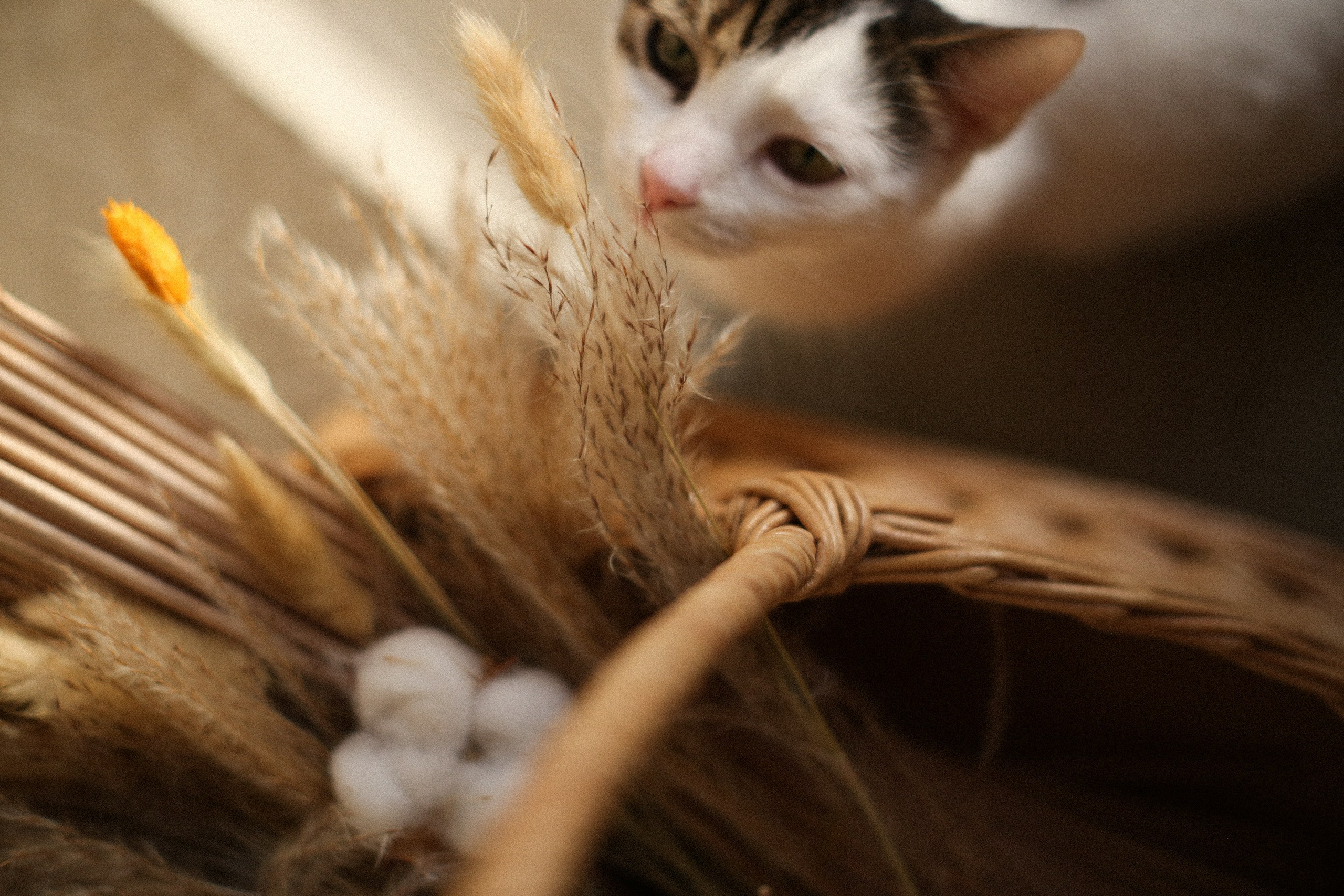 Плетеные изделия. Коммерческий фотограф. Ростов-на-Дону. Дарья Константинова