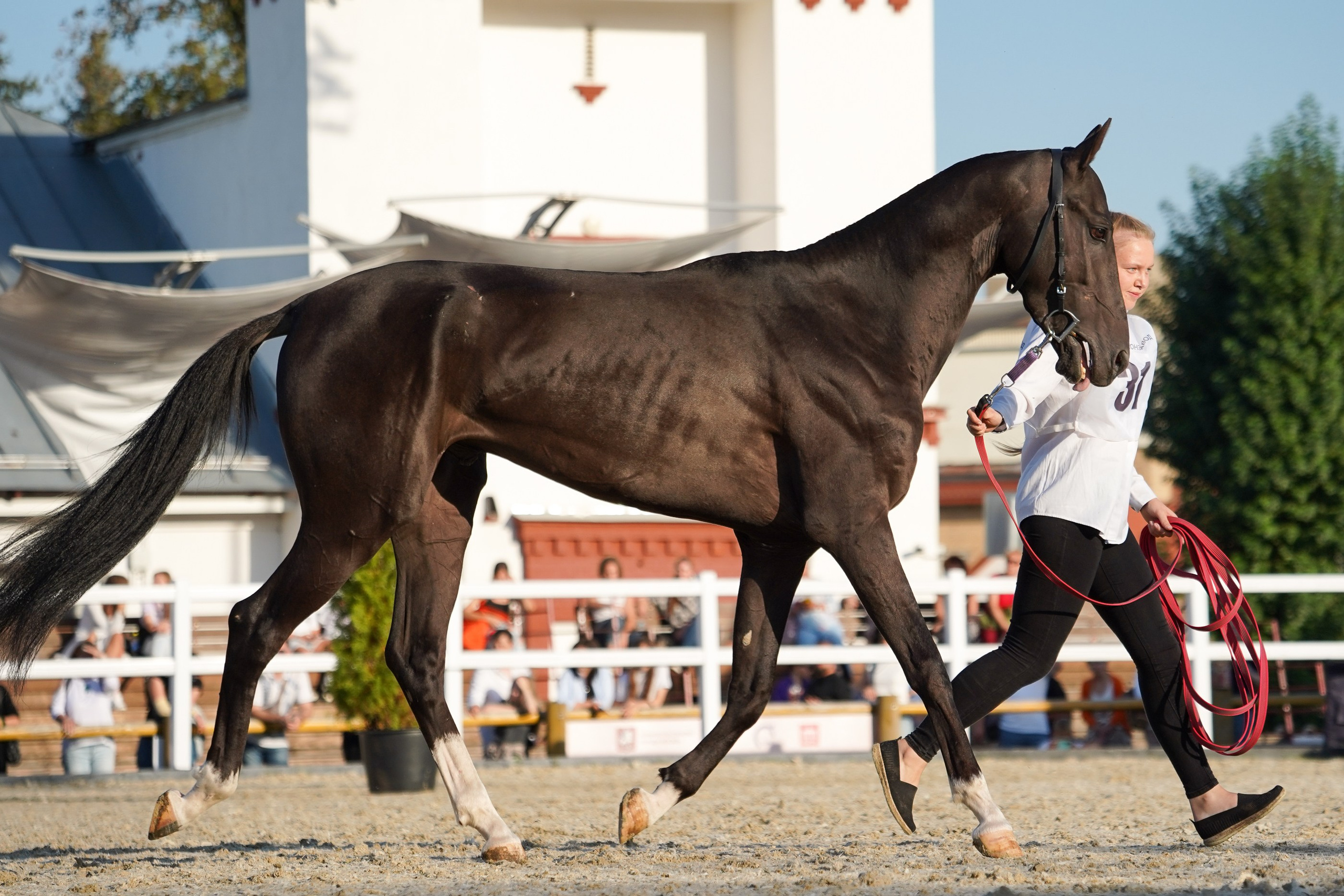Чемпионат лошадей чистокровной ахалтекинской породы «КУБОК РОССИИ — 2024». Фотограф-анималист, портретный фотограф в Чебоксарах Мария Садыкова