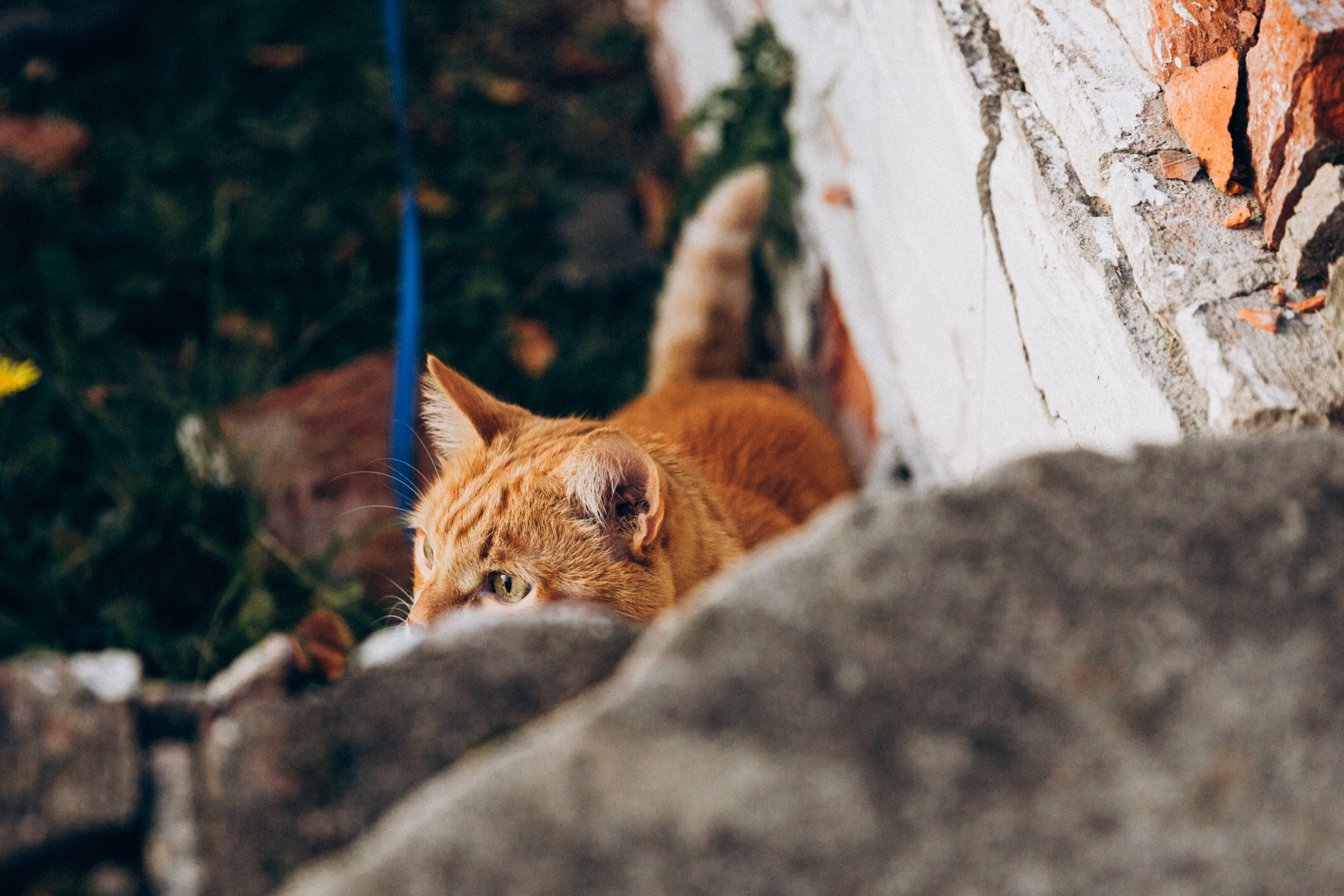 Таня и Ричард. Фотограф-анималист в Москве Соломонова Варвара