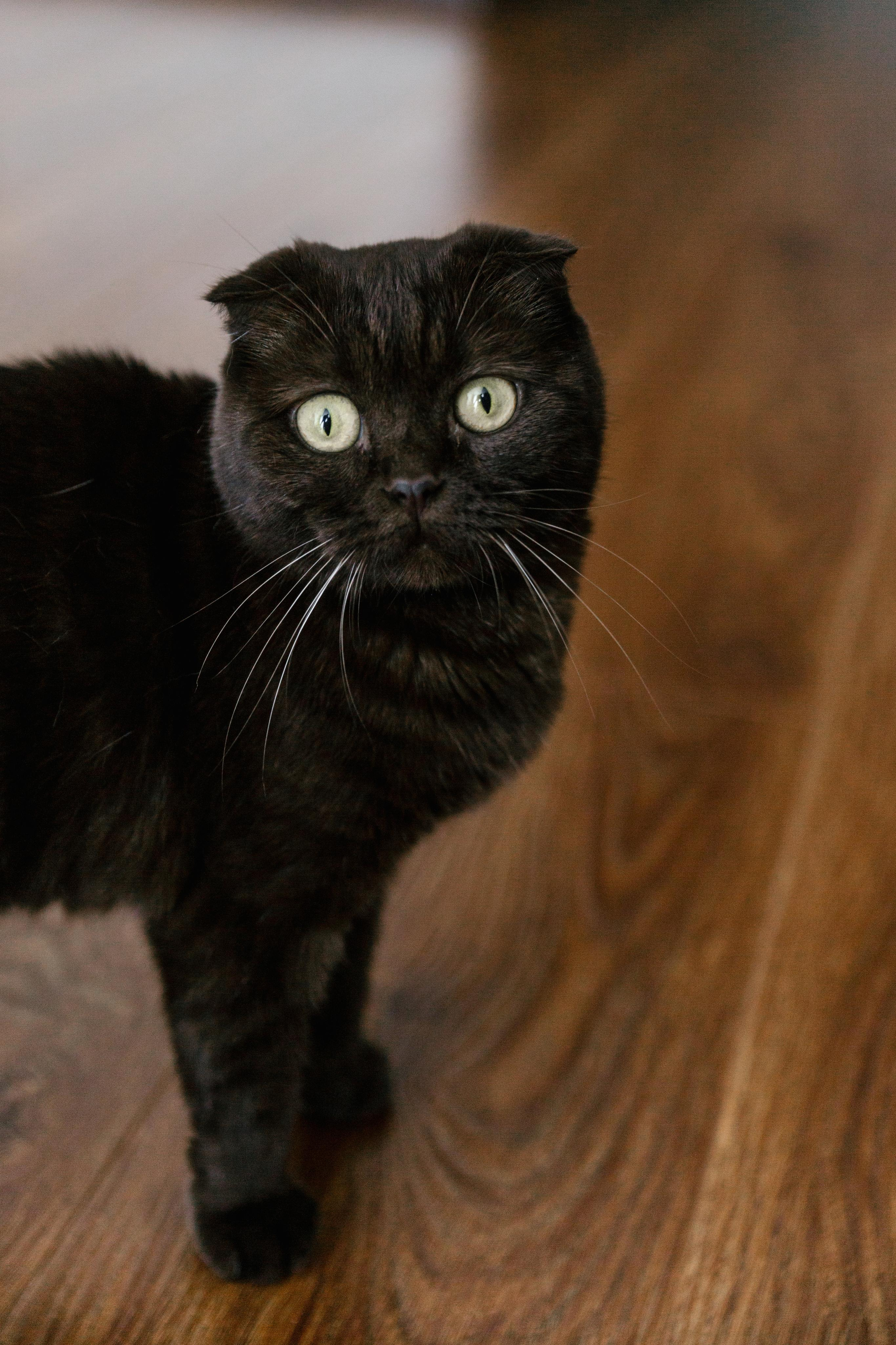 Захар и Ангелина. Свадебный фотограф в Пятигорске и КМВ Софья Аджикеримова