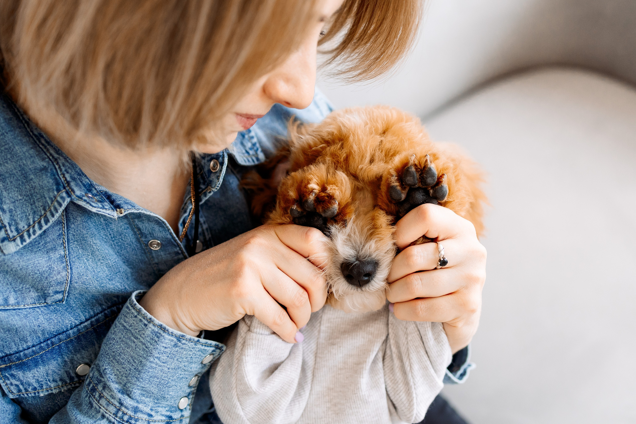 мини мальтипу