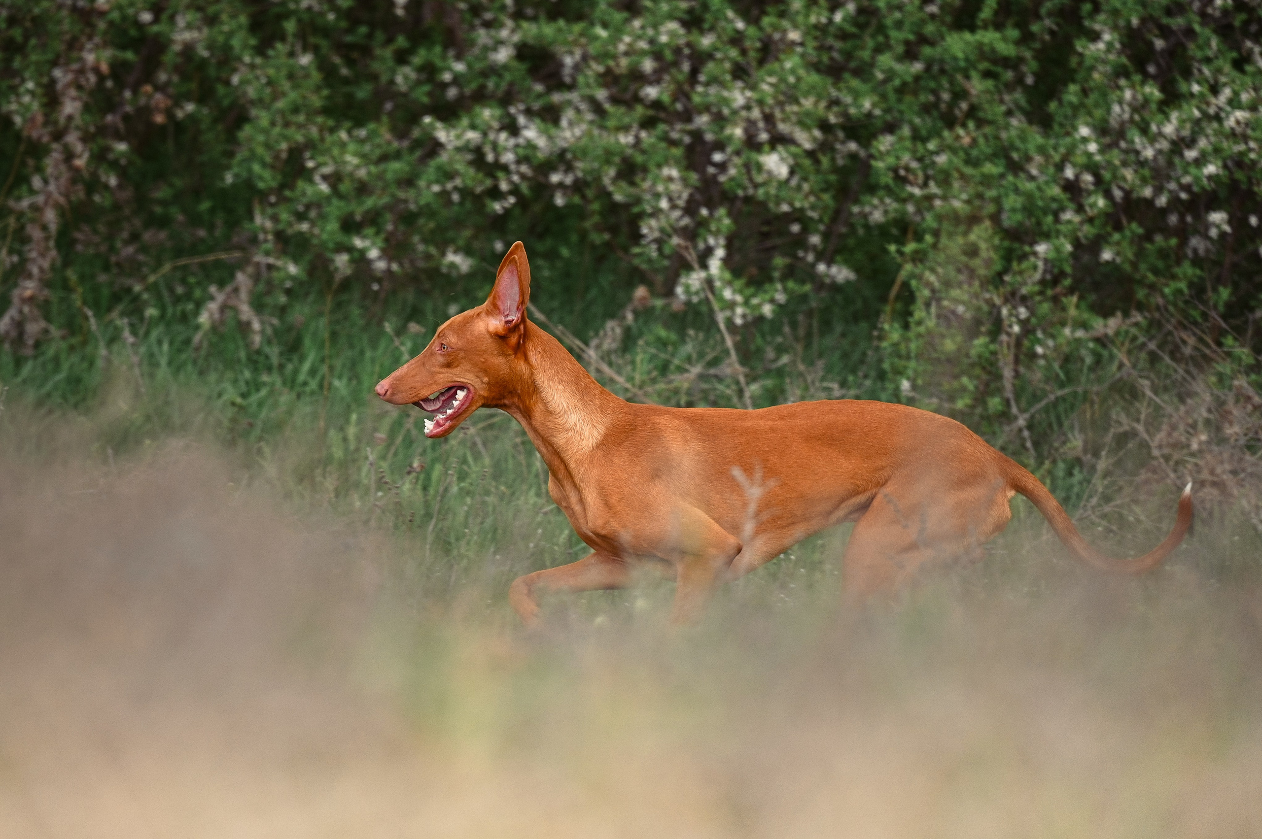 Фараонова собака Ромарио. Фотограф в Ростове —на — Дону