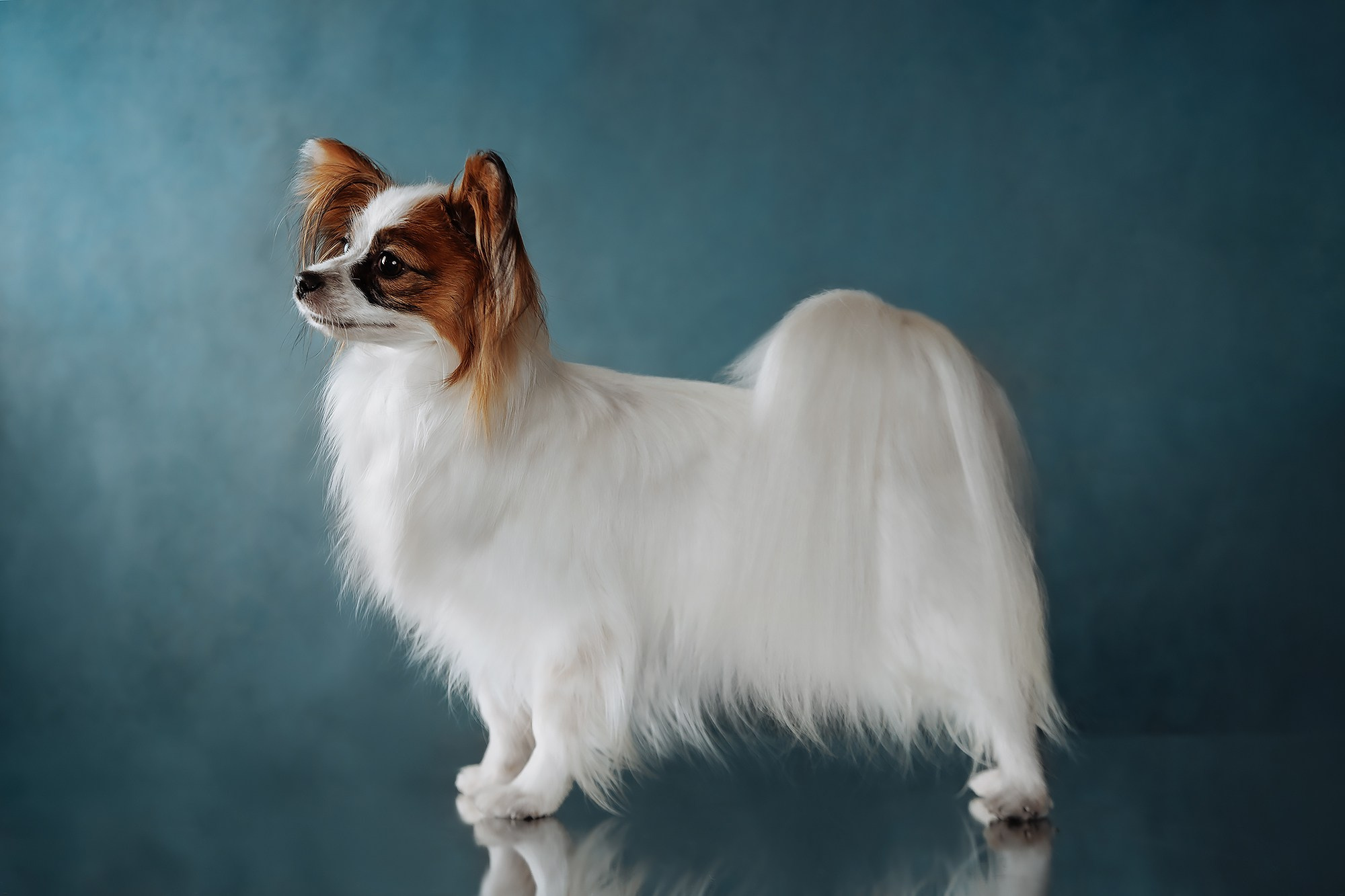 Синева. О нас