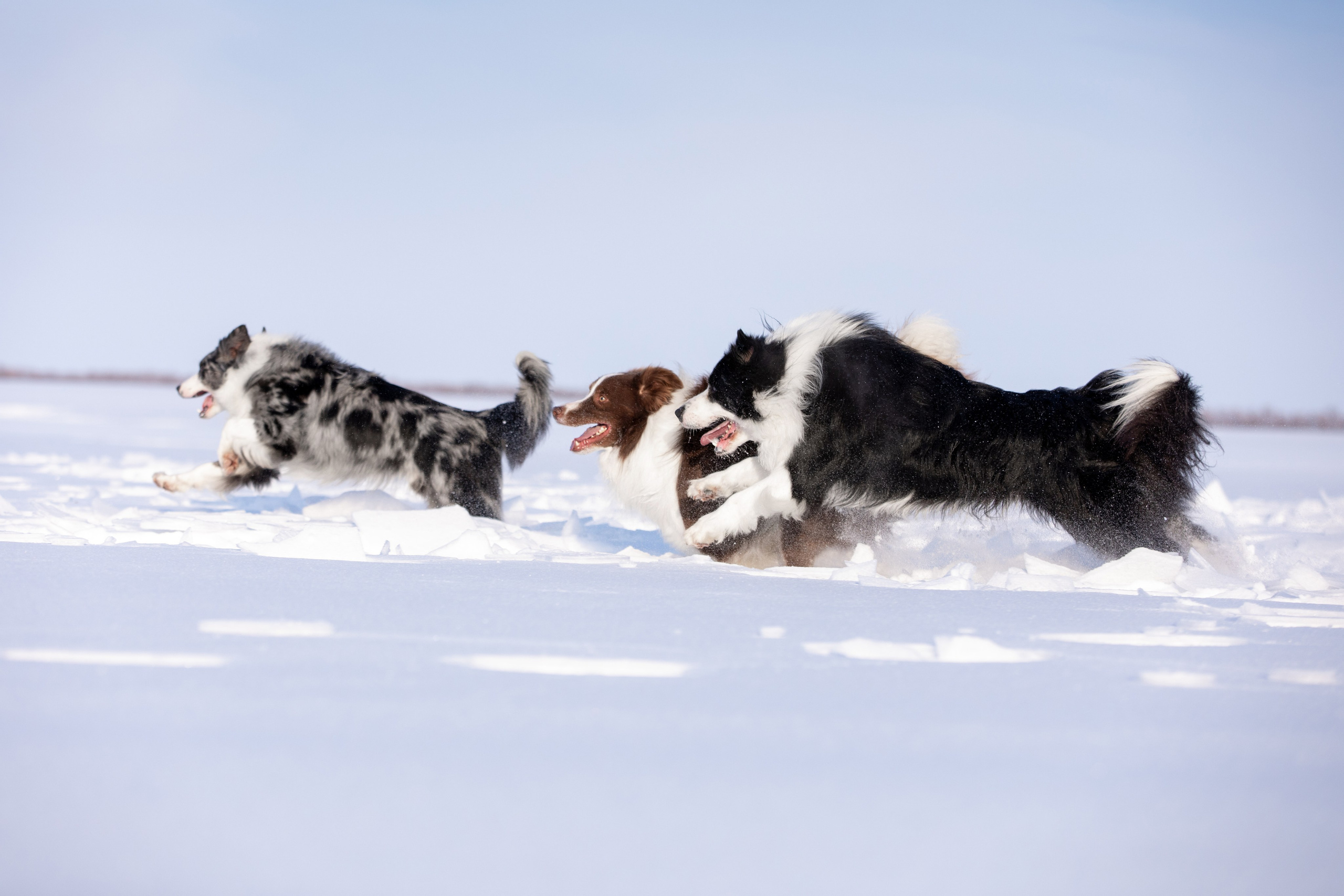 Мороз и солнце. О нас