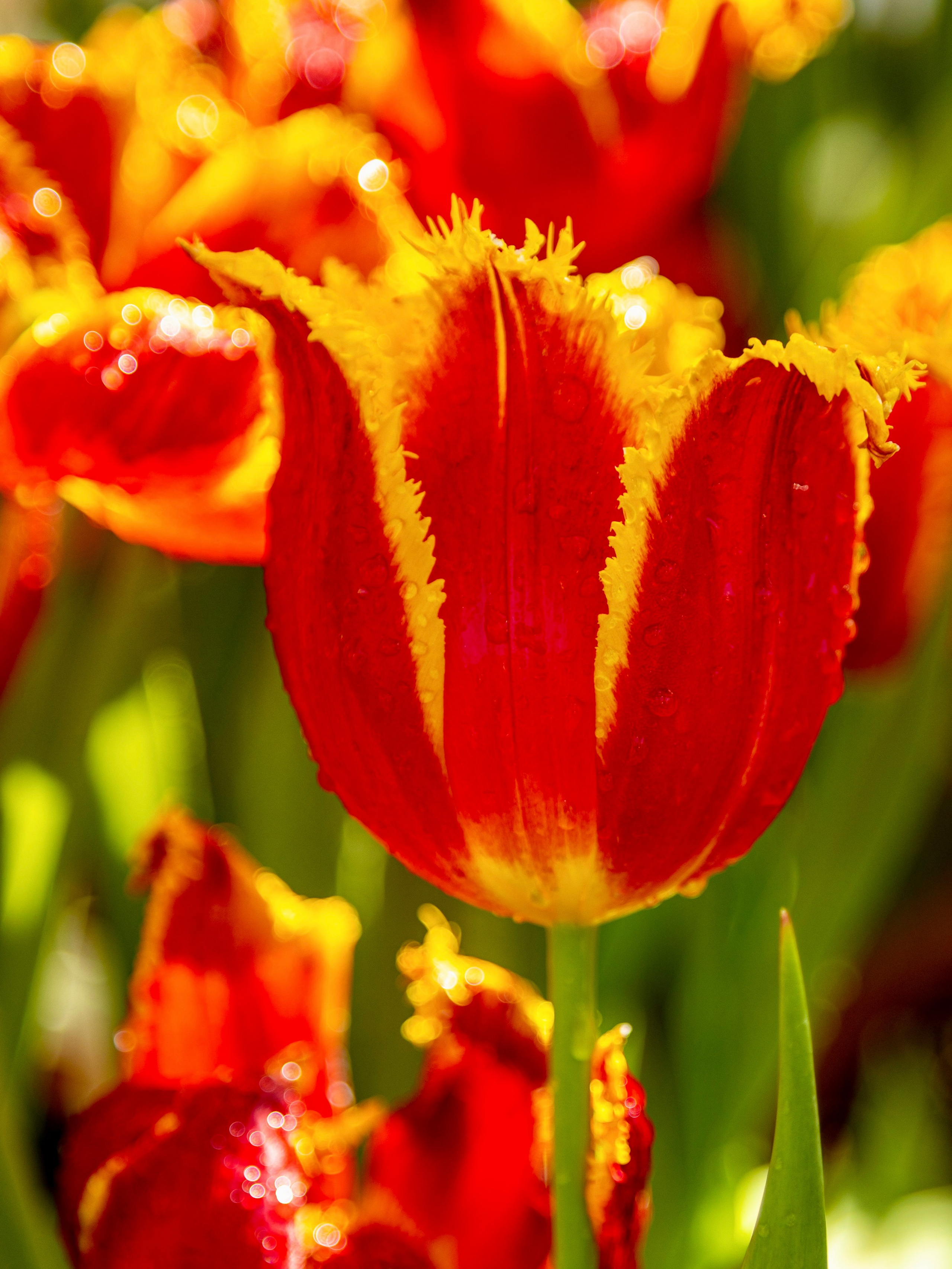 Весенние цветы. Фотосессии и репортаж — Фотограф в Москве — Рина Серёгина