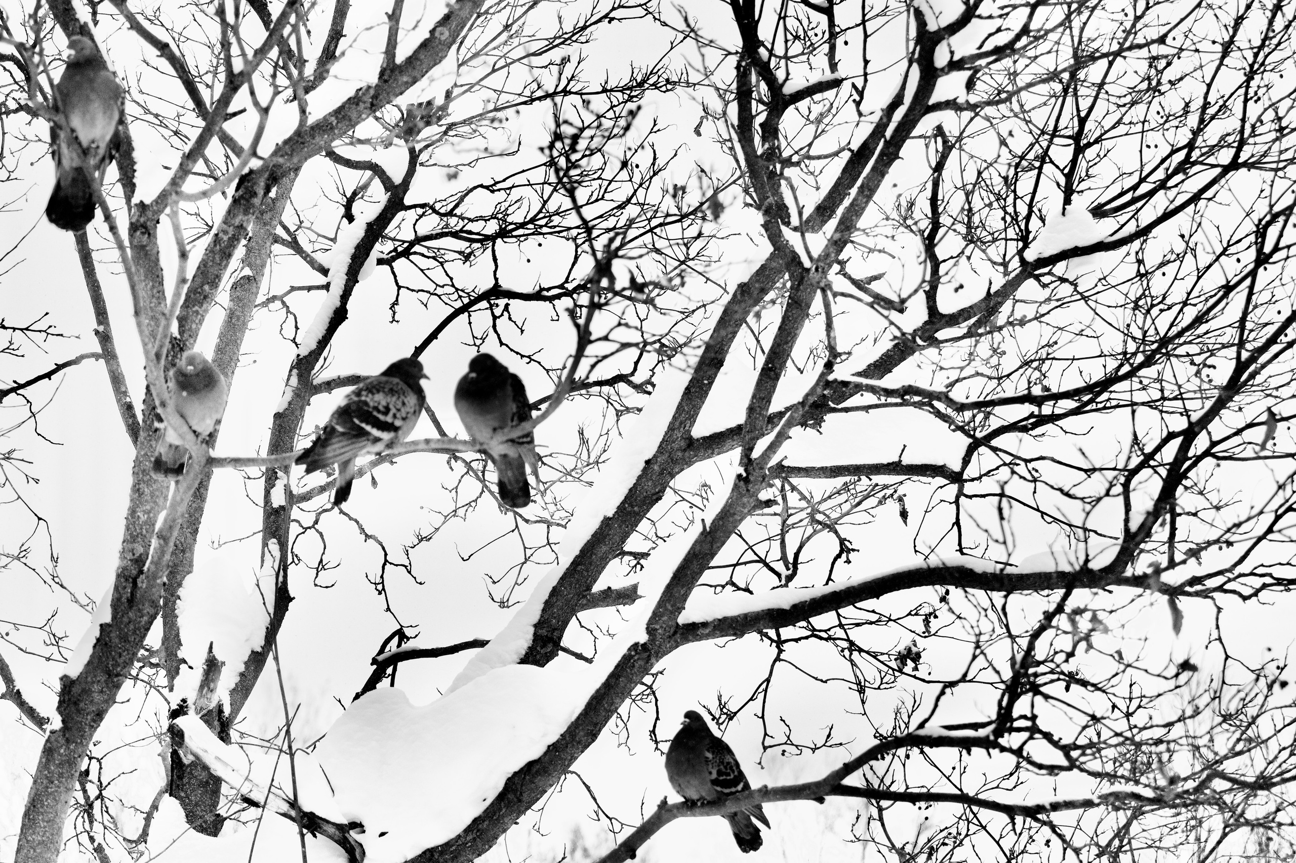 Чёрно-белая зима 25-26. Фотосессии и репортаж — Фотограф в Москве — Рина Серёгина