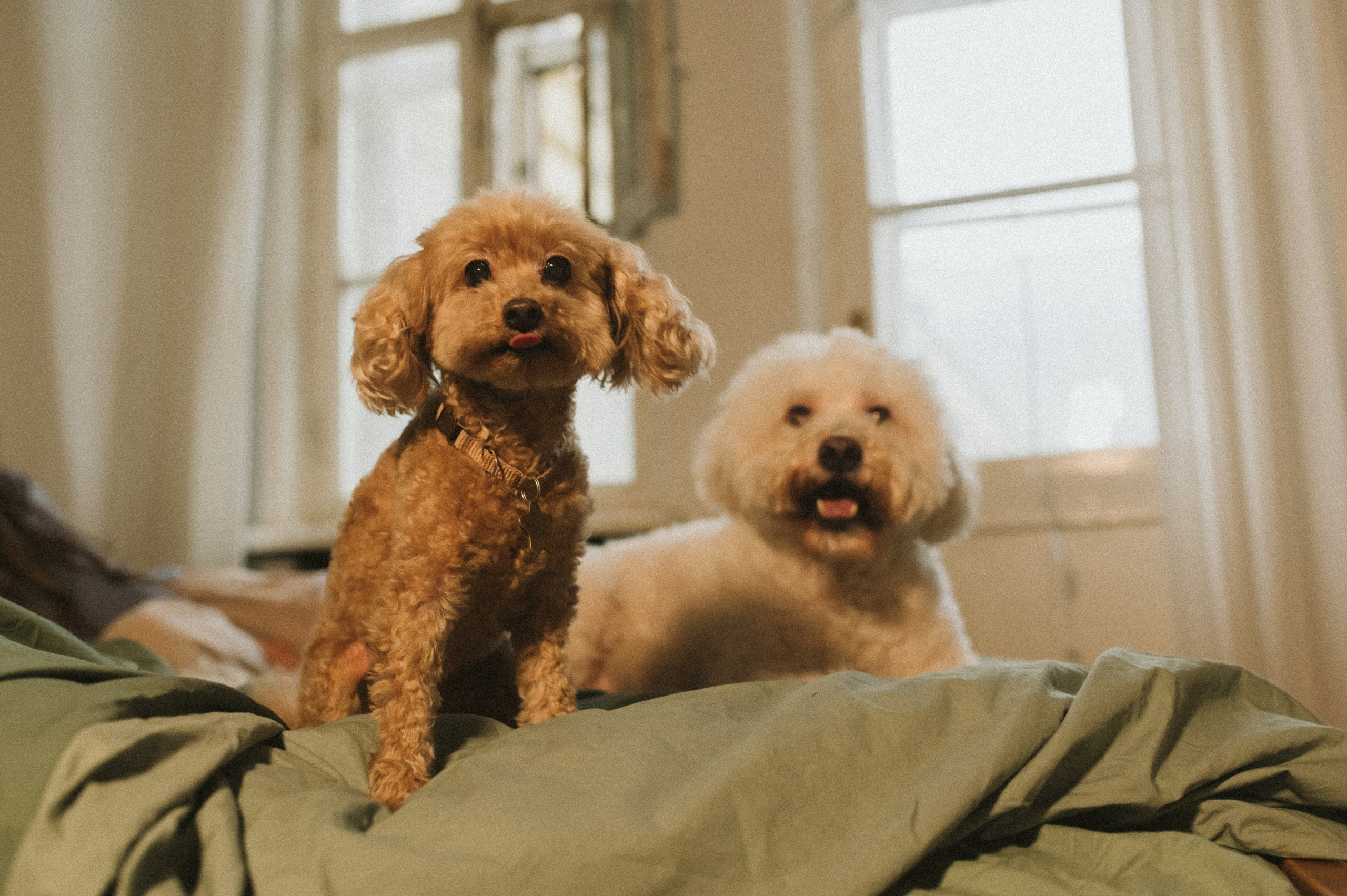 Ання и её кудрявая команда. Фотограф анималист в Москве Ольга Агушева