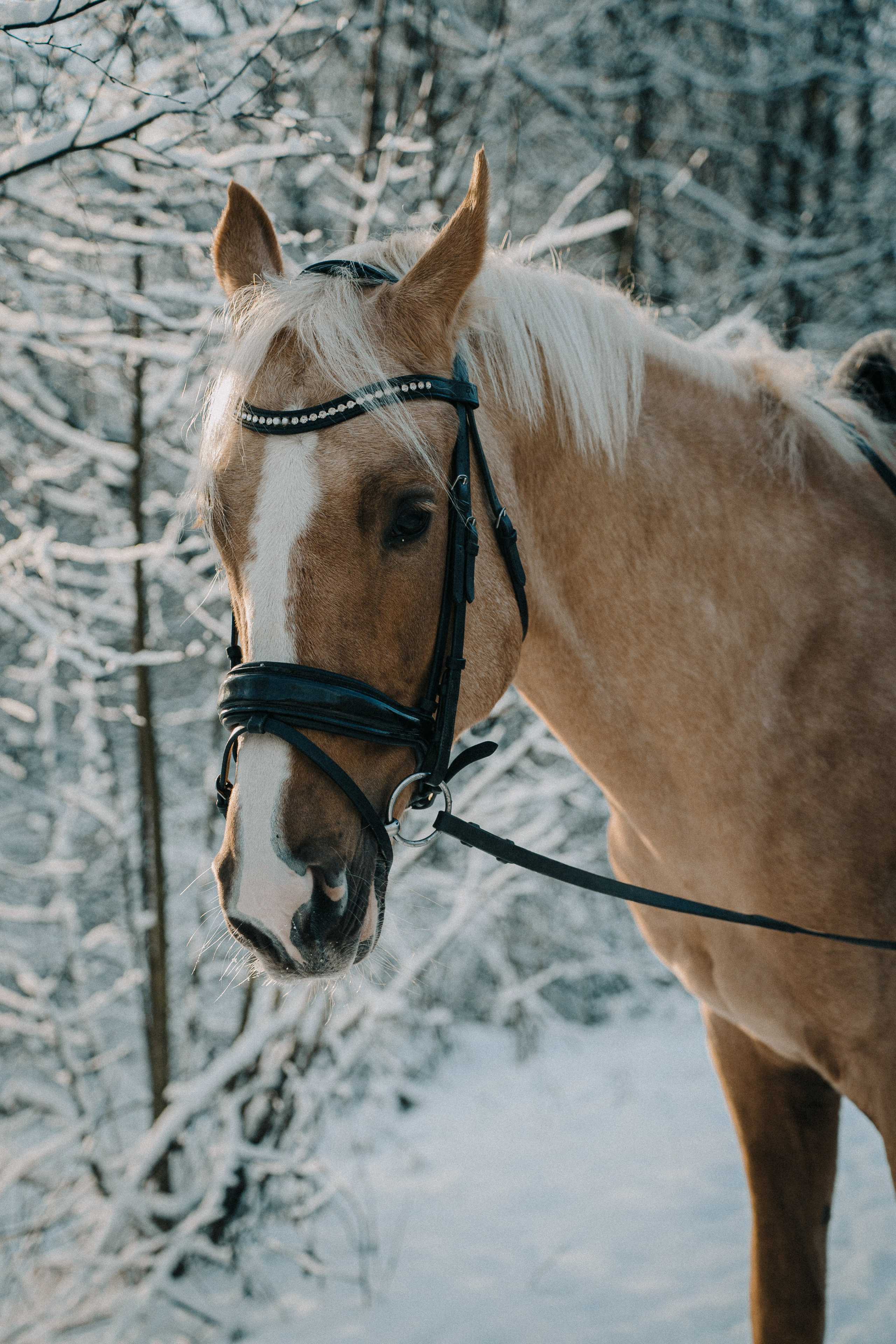 Ваня и Пейтон. Виктория Спорова. Ваш портретный фотограф в Санкт-Петербурге