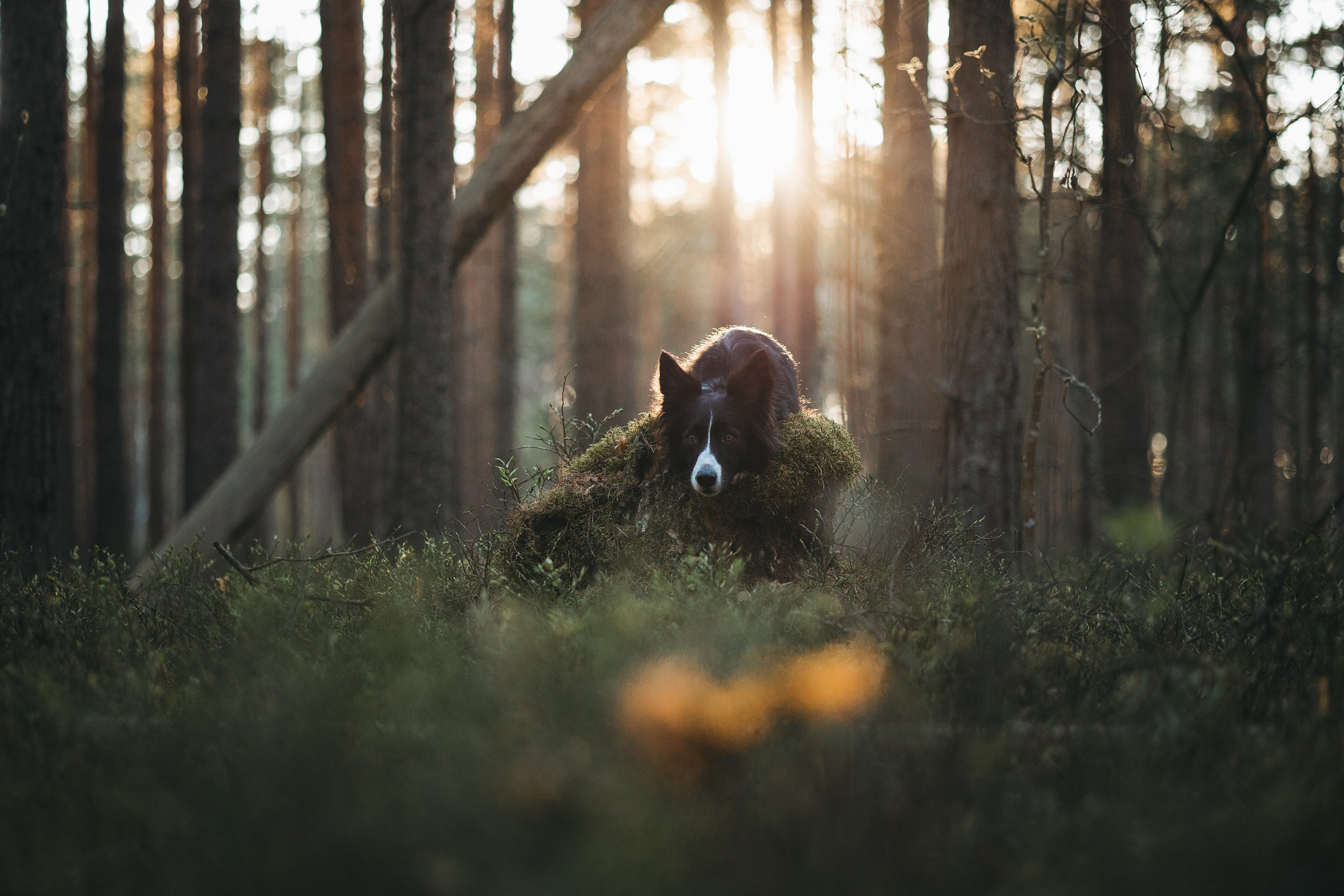 Ваши фотографии. Фотограф анималист Осипчикова Мария