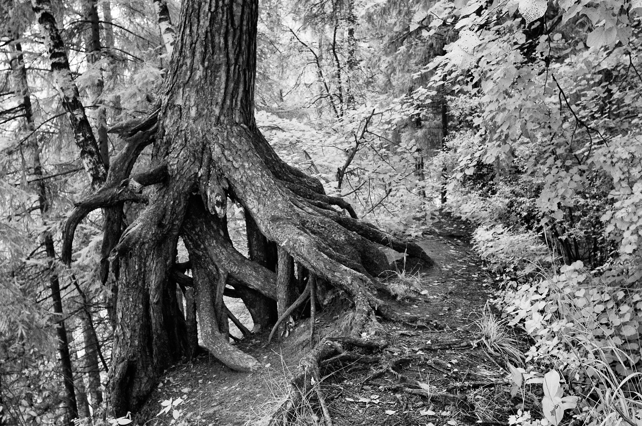 Infrared Photography. Solofilms