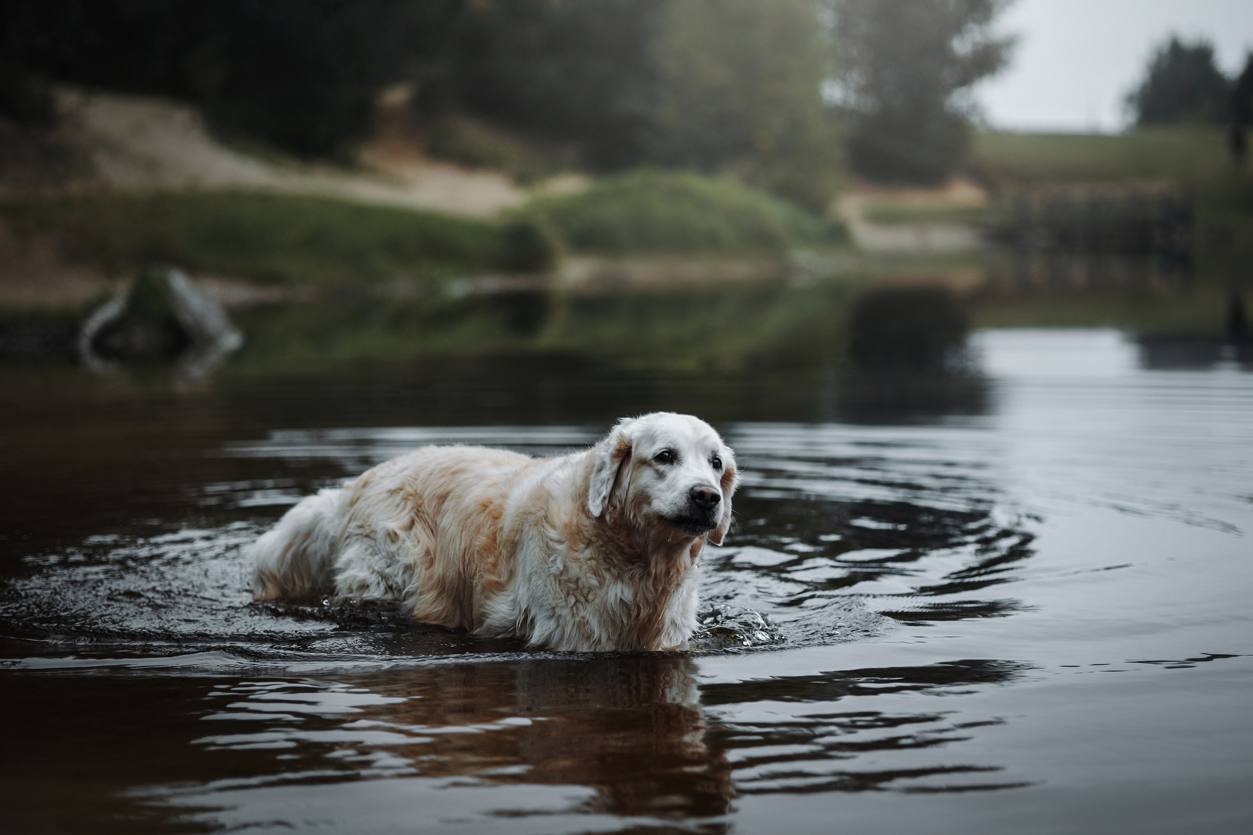 Света и Том. Фотограф — Анималист | Санкт-Петербург
