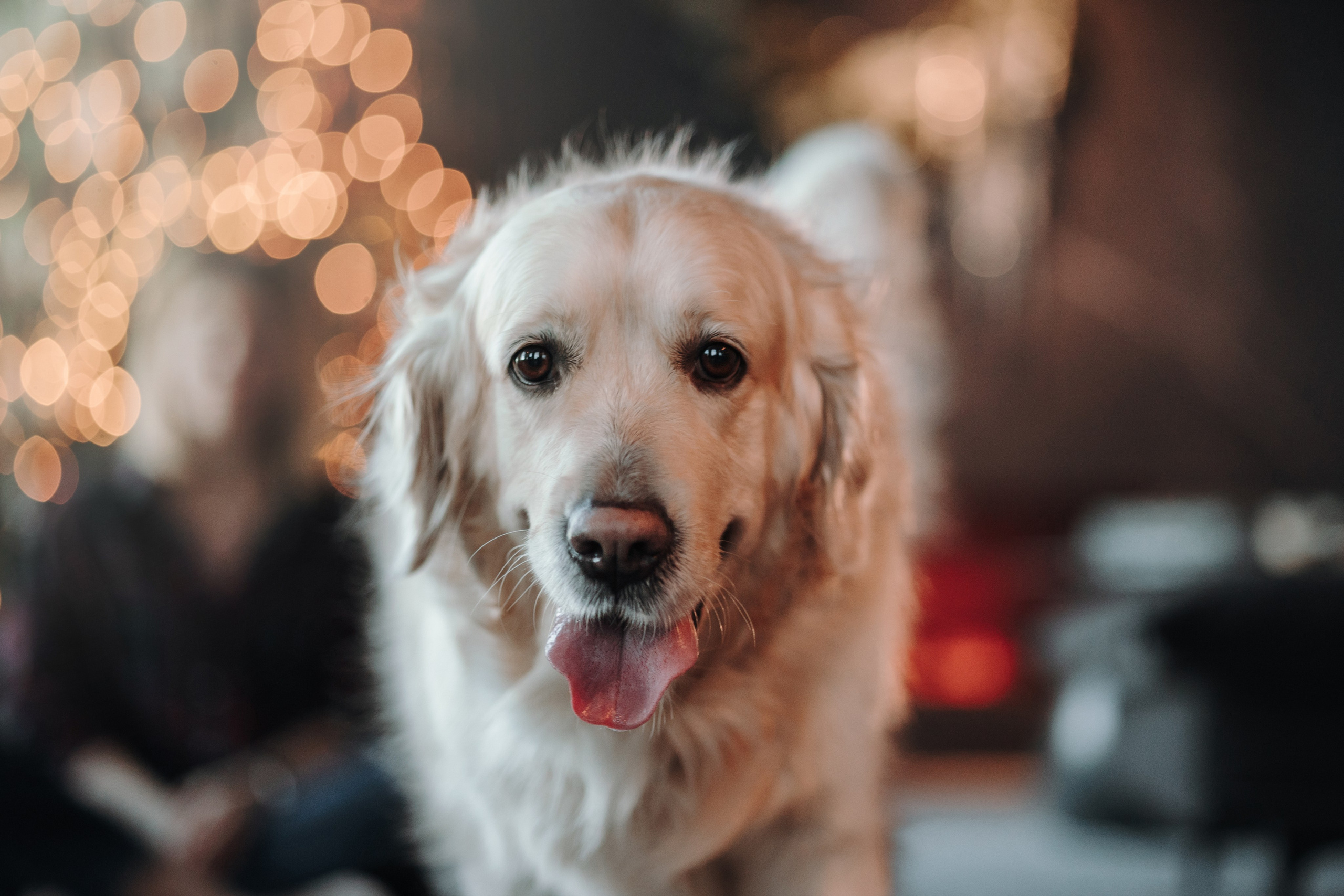 Вика и Рози. Фотограф — Анималист | Санкт-Петербург