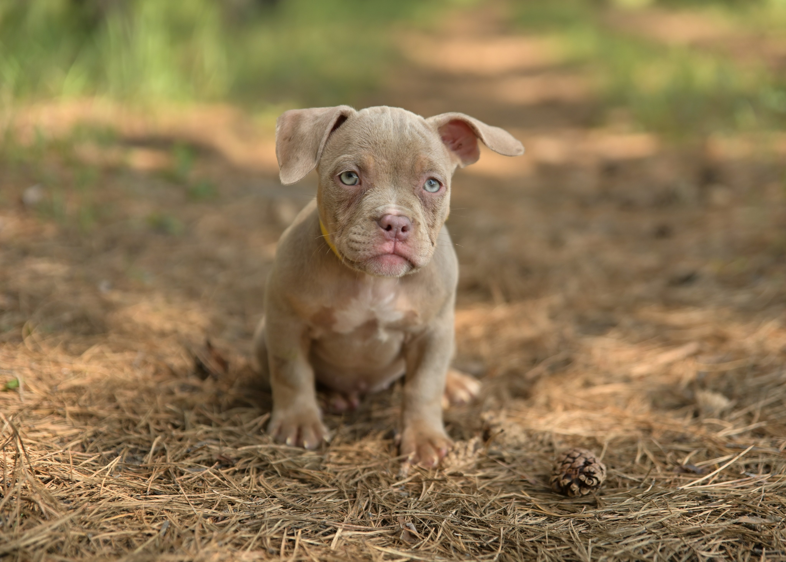 Свободные щенки Американский Булли в Иркутске. Питомник собак Иркутск