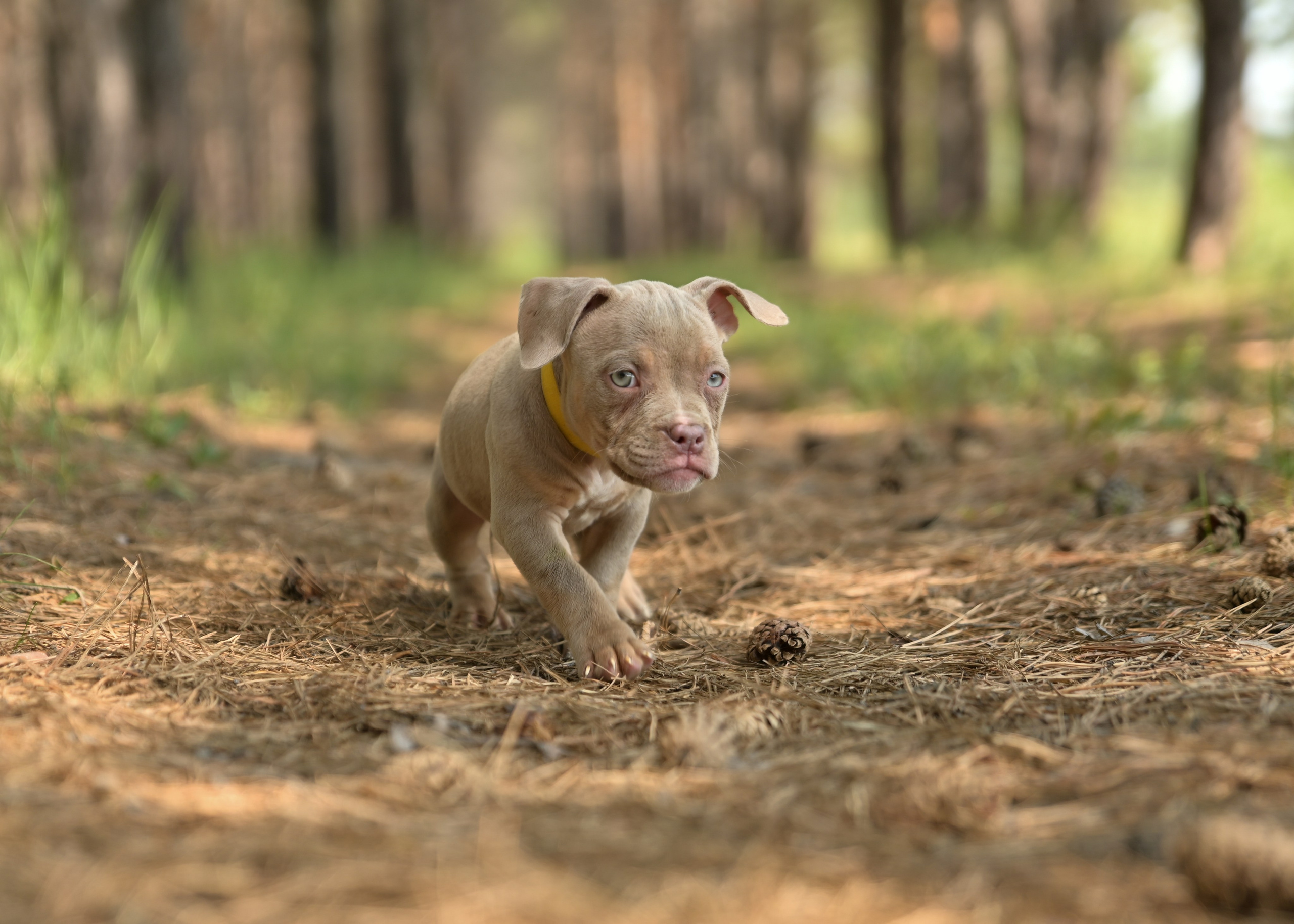 Свободные щенки Американский Булли в Иркутске. Питомник собак Иркутск