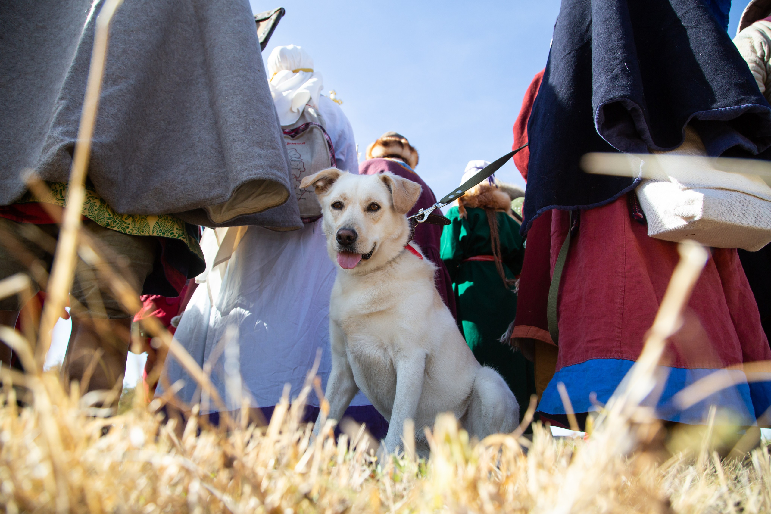 644-я годовщина Куликовской битвы (21 сентября 2024). Репортажный фотограф Алексей Пирязев