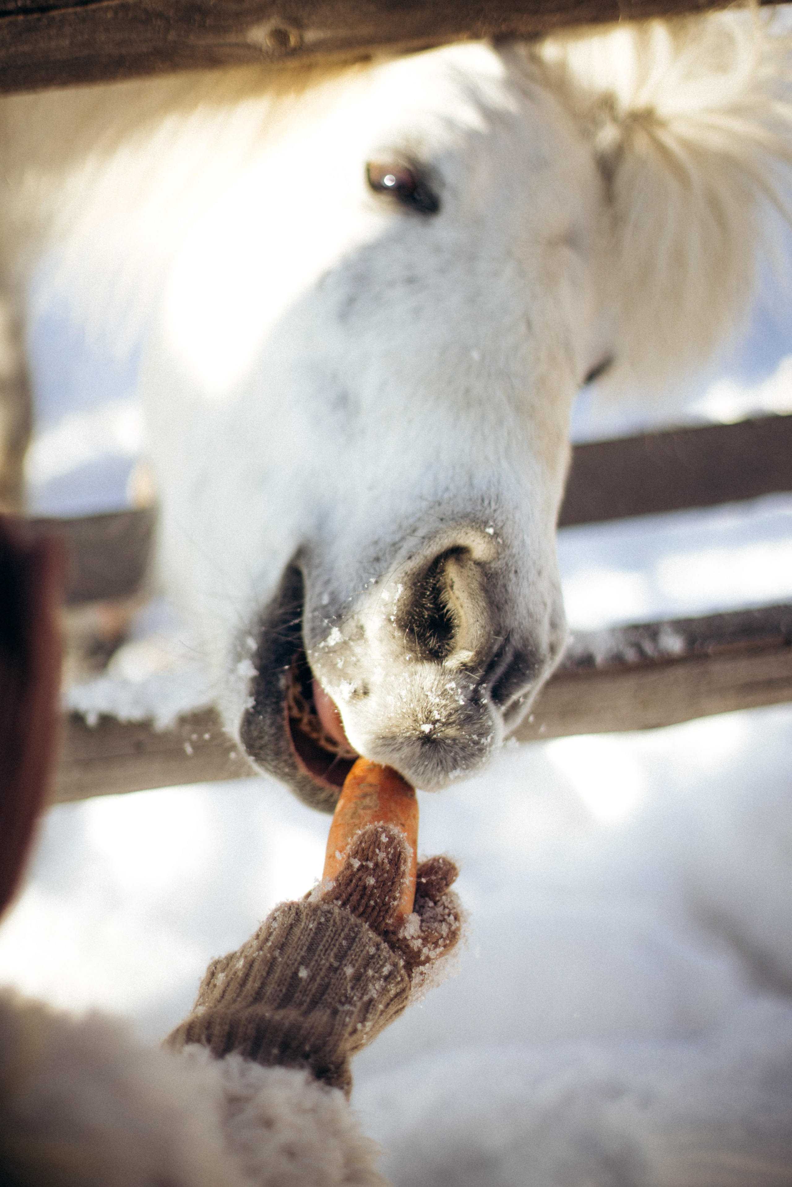 Настя с Сашей и Полей на ферме. Klerout Photographer