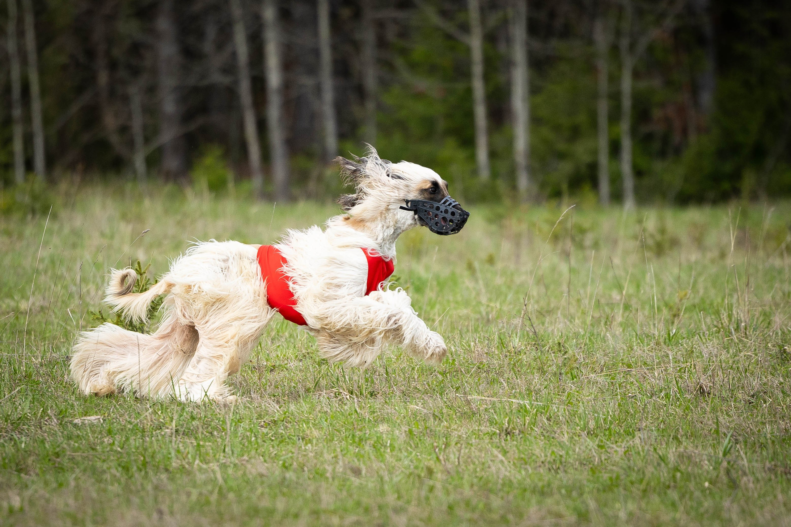 Курсинг. Фотограф Анималист в Перми Анастасия Остерман