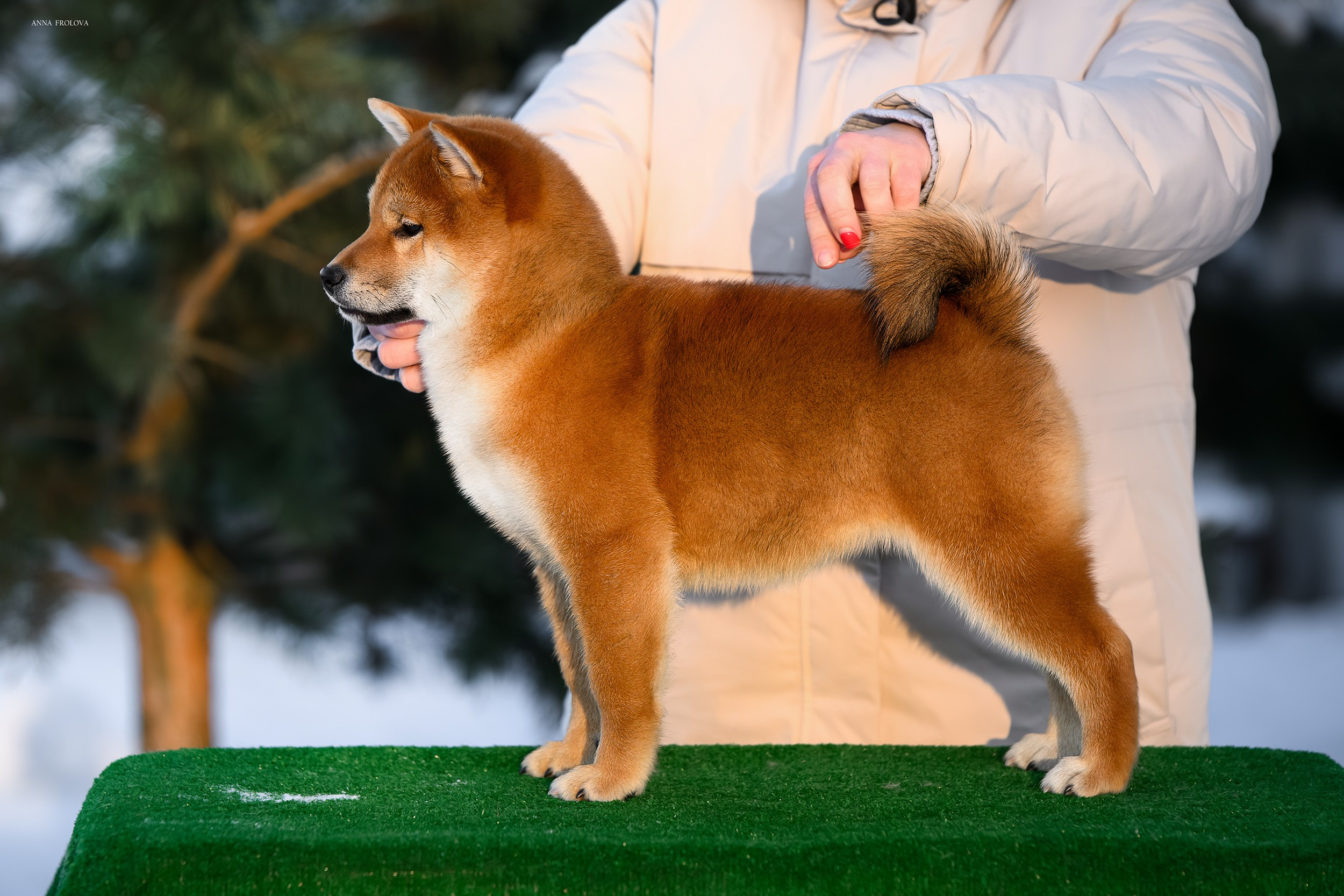 SHIBA. SHIOMARU Shiba and Akita Inu Kennel