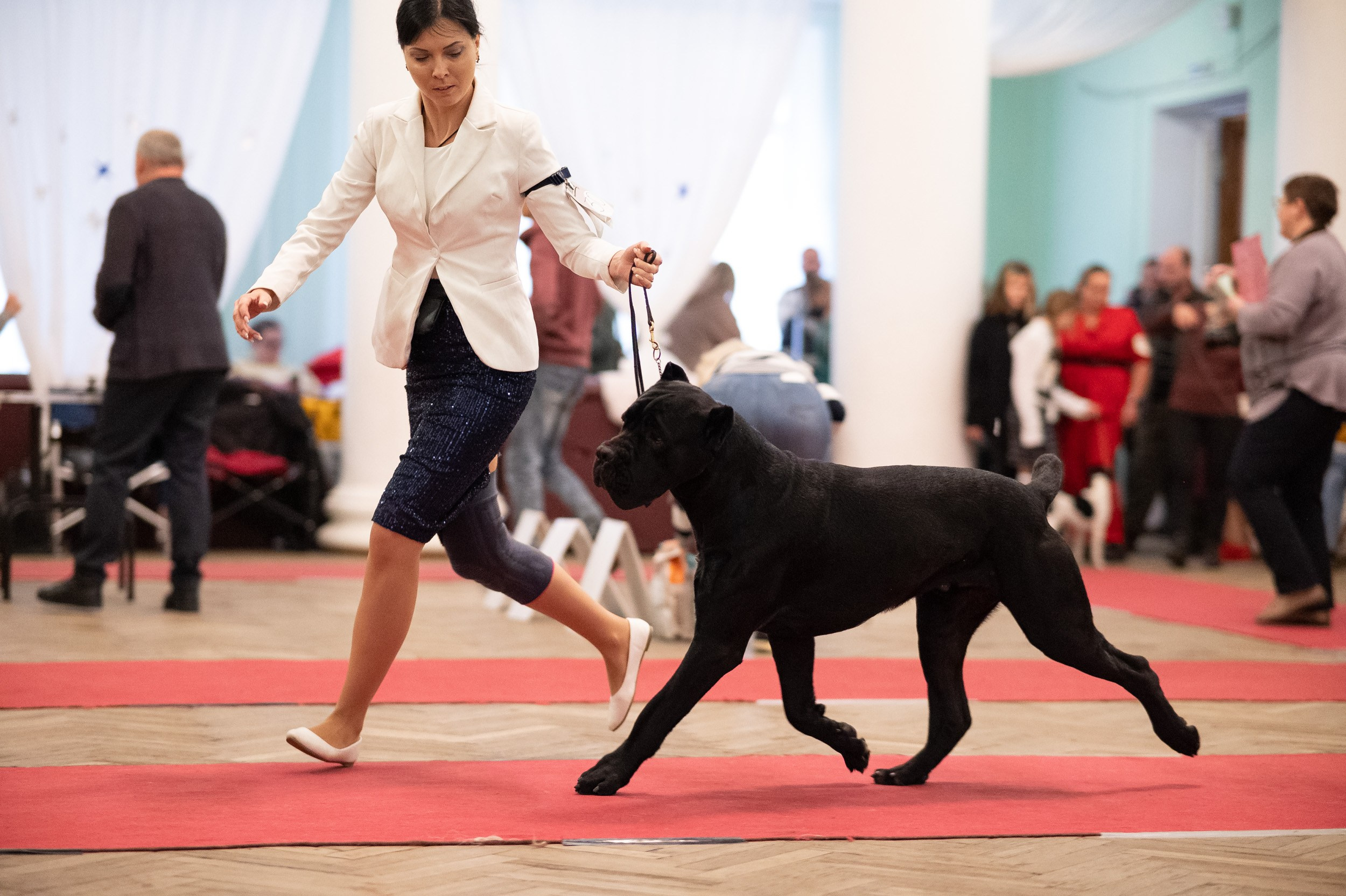 Выставка собак. Фотограф и видеооператор в Туле | Даниил Рыбак