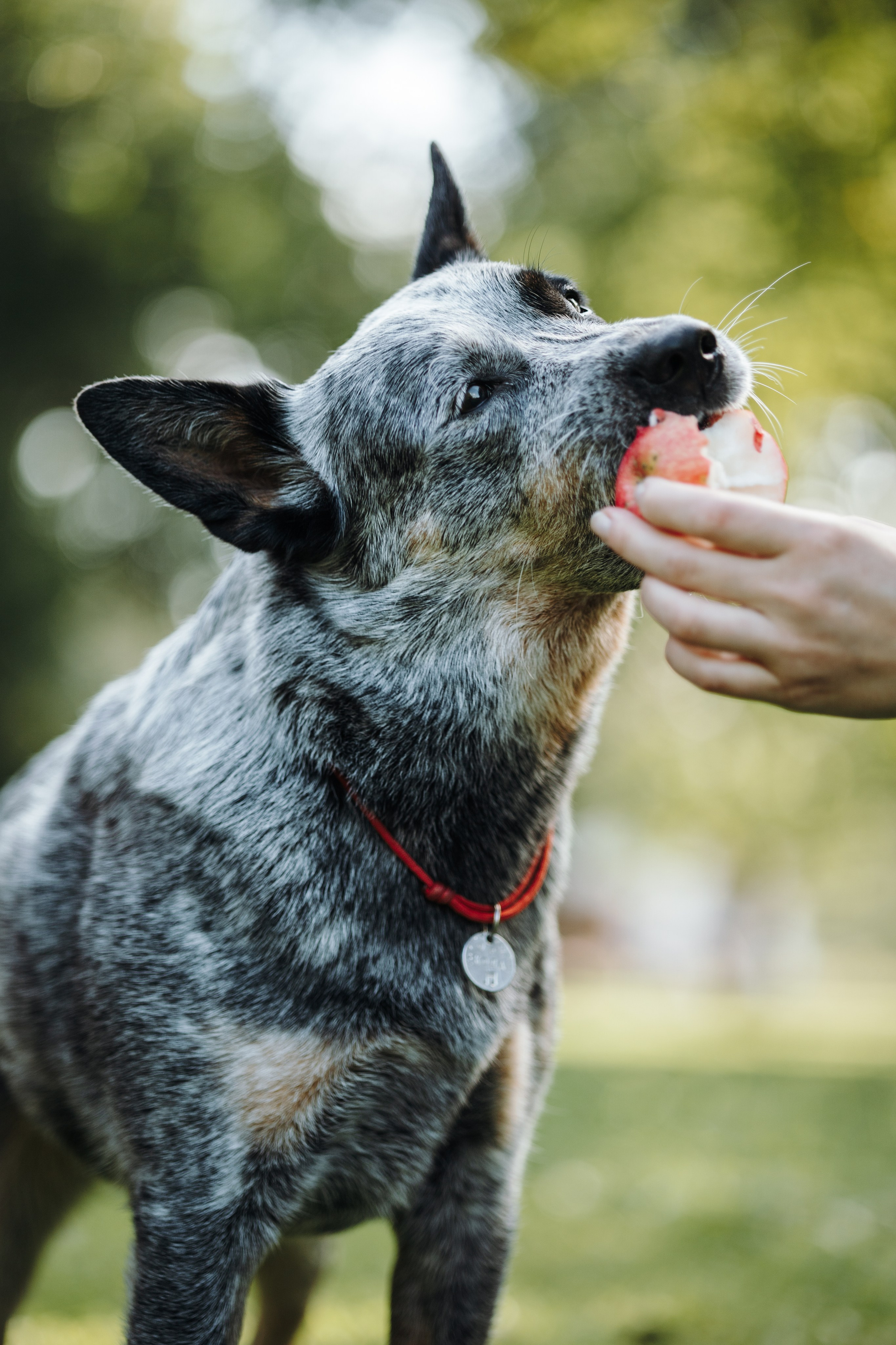 Кода и ее семья. Фотограф — Анималист | Санкт-Петербург