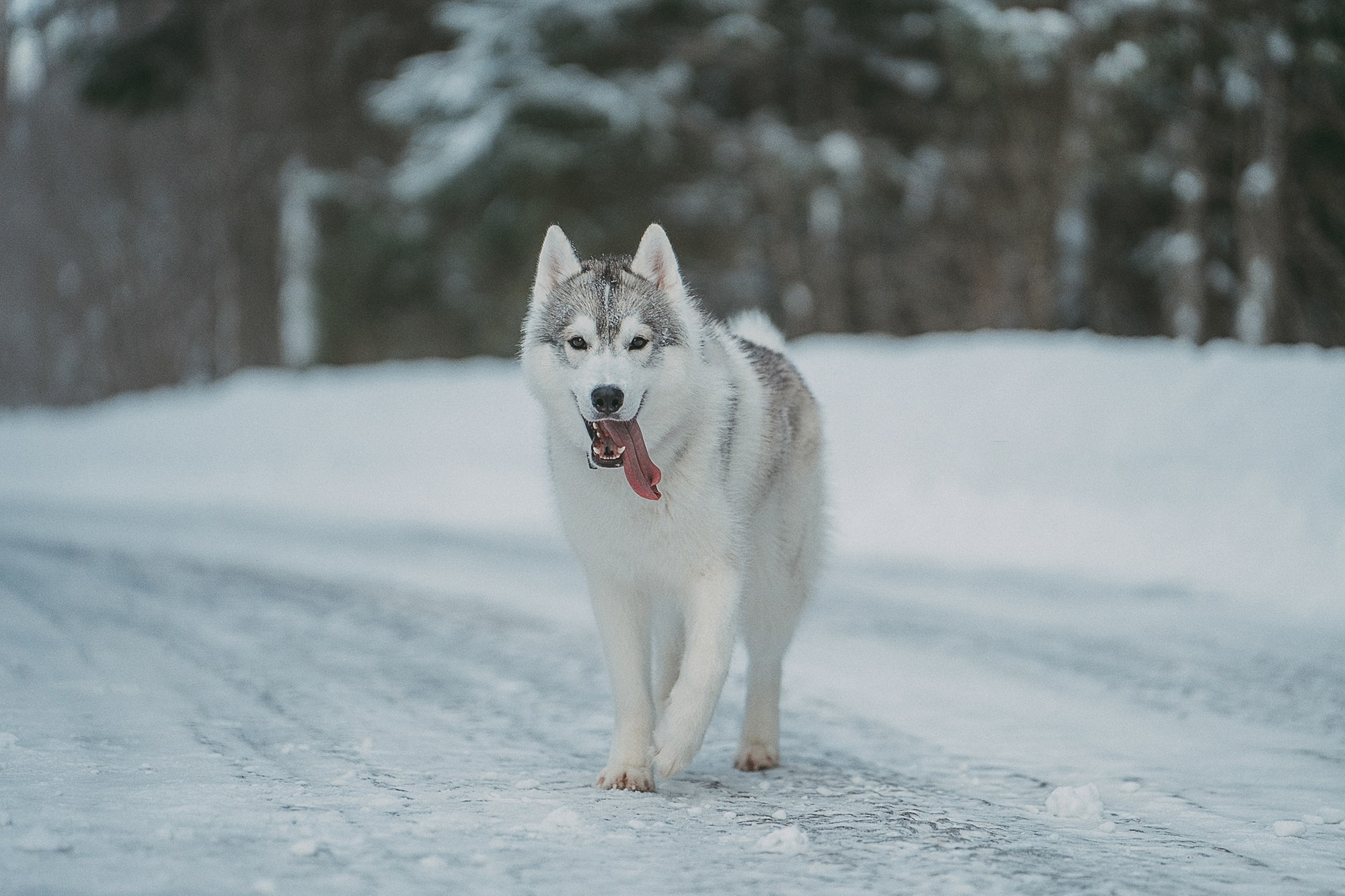 Полина, Уго и Пышка. Фотограф анималист в Москве и Санкт-Петербурге Свиридова Анна