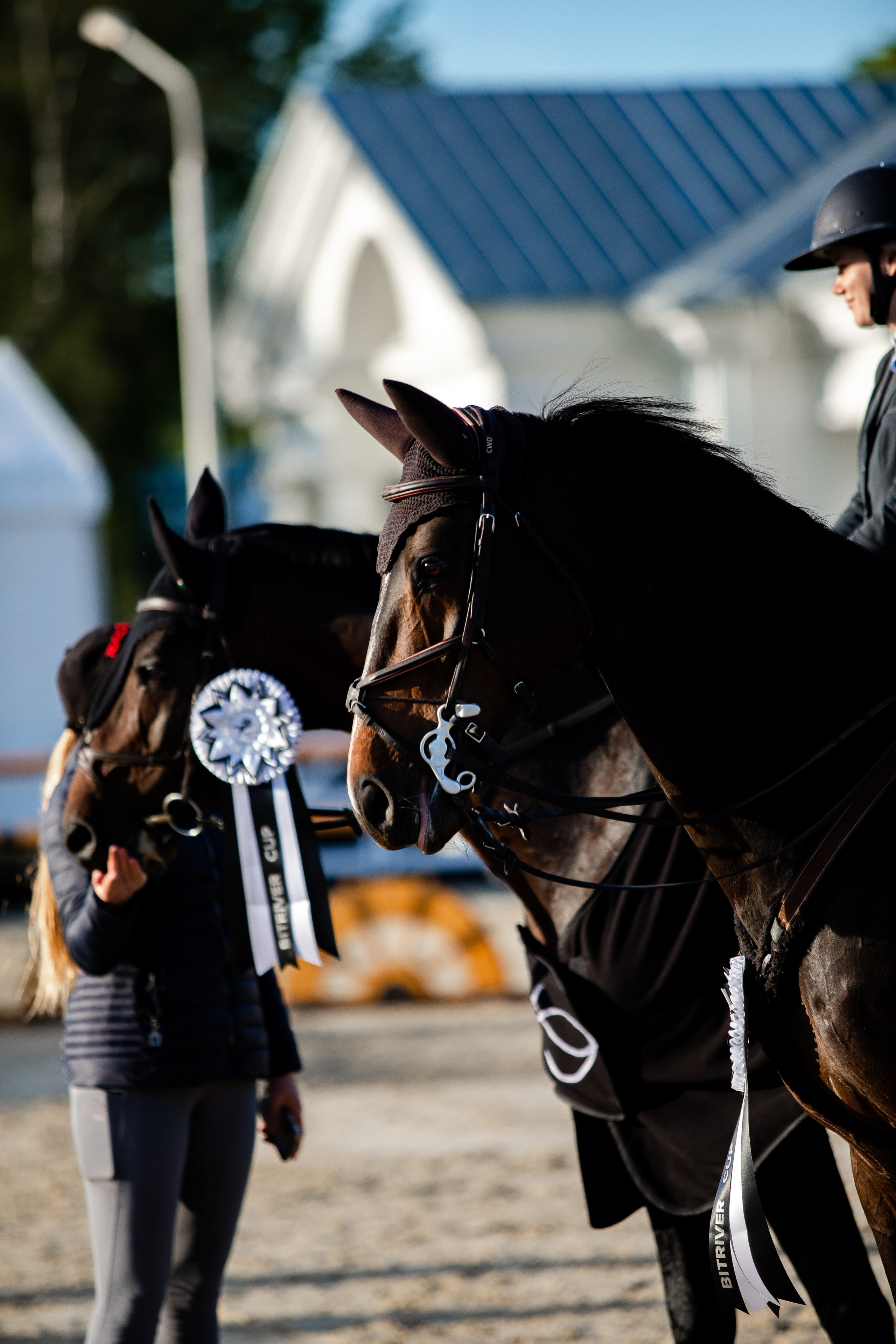 Турниры. Veronika Makeeva horse photo