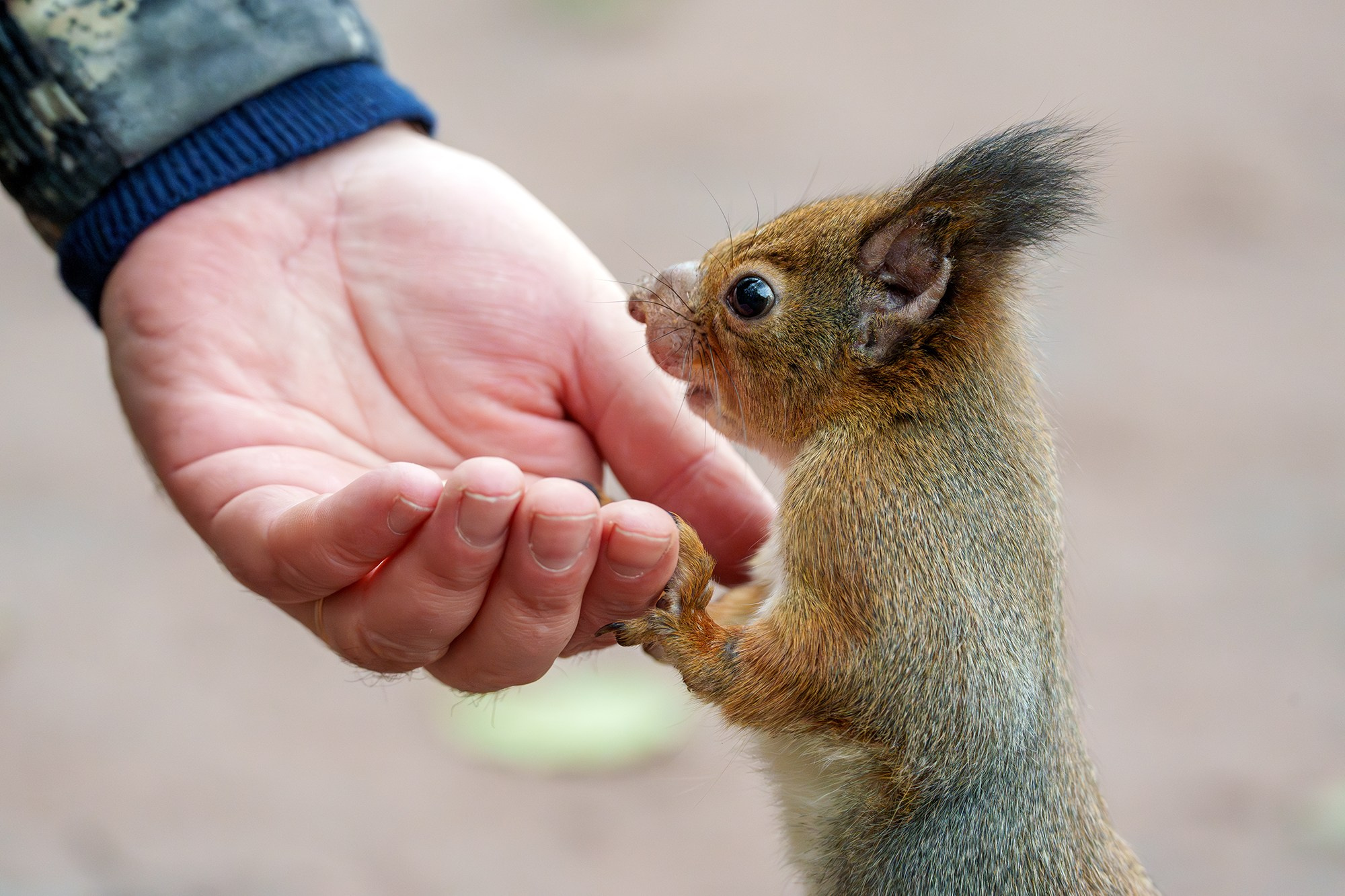 Животные. Ваш личный фотограф Марина Волкова