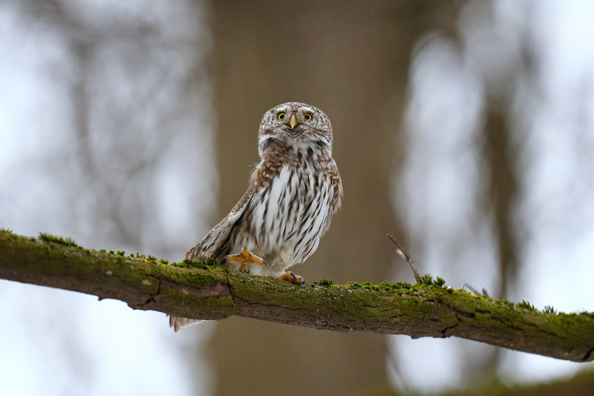 Удивительные мир птиц. Вокруг нас столько прекрасного — присмотритесь!. Ваш личный фотограф Марина Волкова