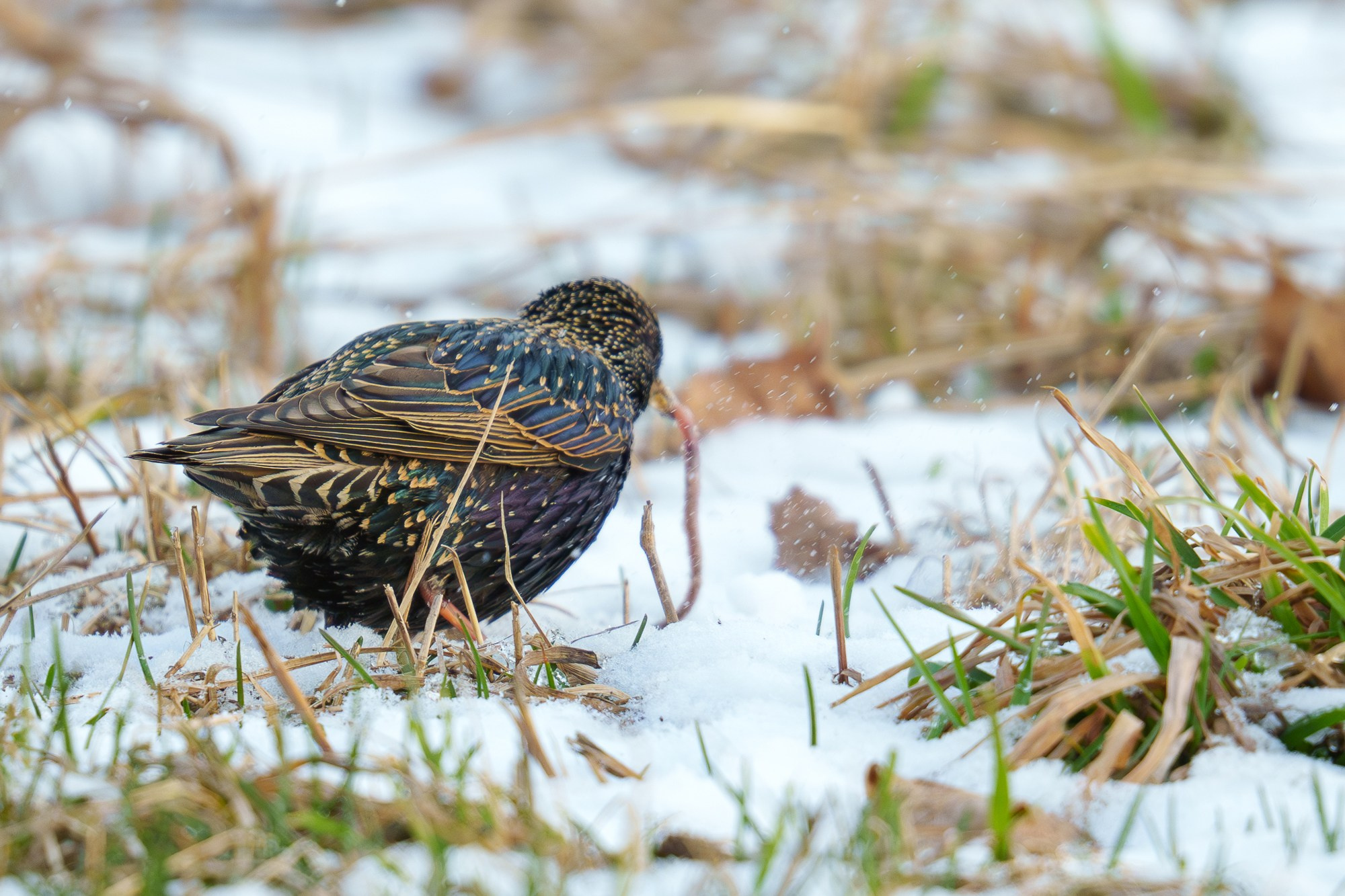 Удивительные мир птиц. Вокруг нас столько прекрасного — присмотритесь!. Ваш личный фотограф Марина Волкова