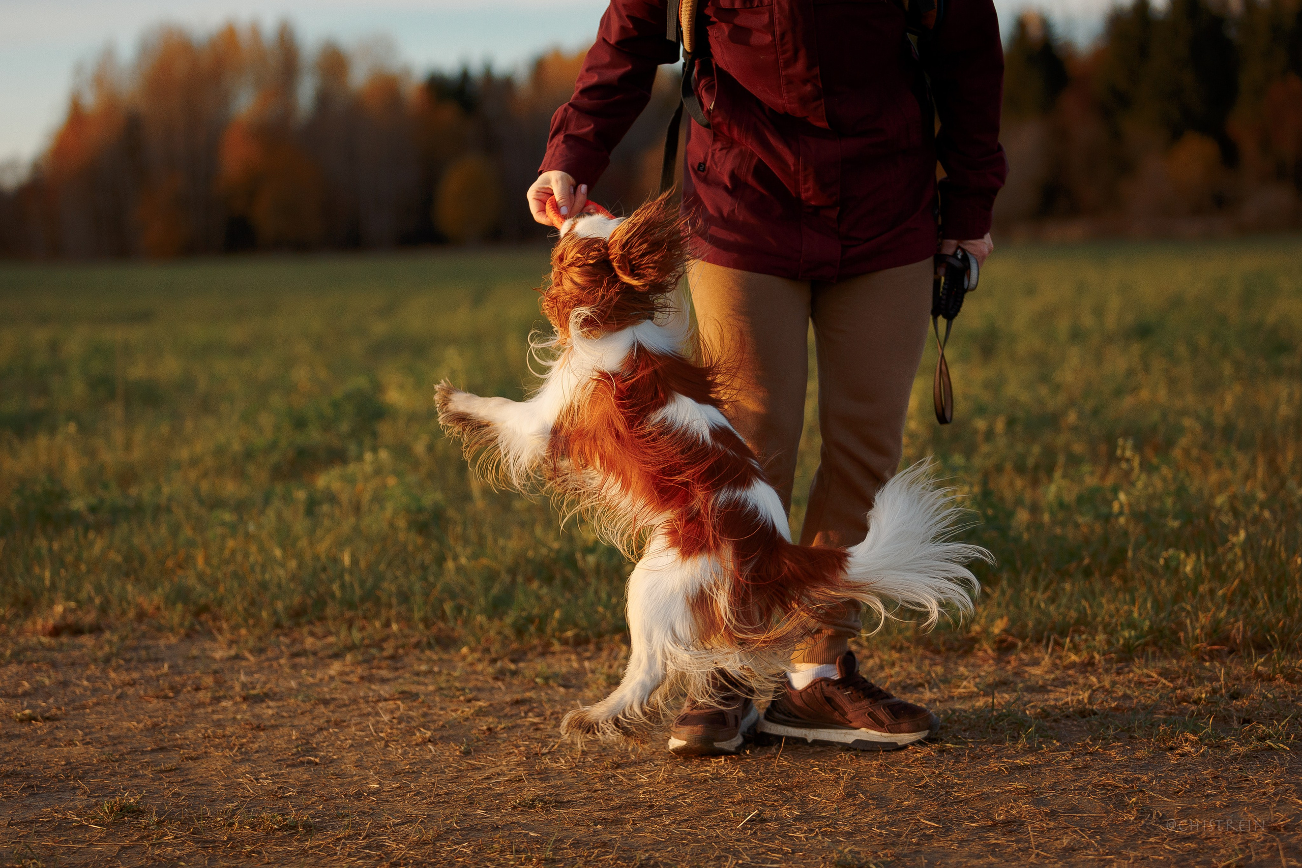 Октябрьский закат в полях. Алина и Лео. Фотограф-анималист Наталия Чистюхина в г. Сосновый Бор и ЛО