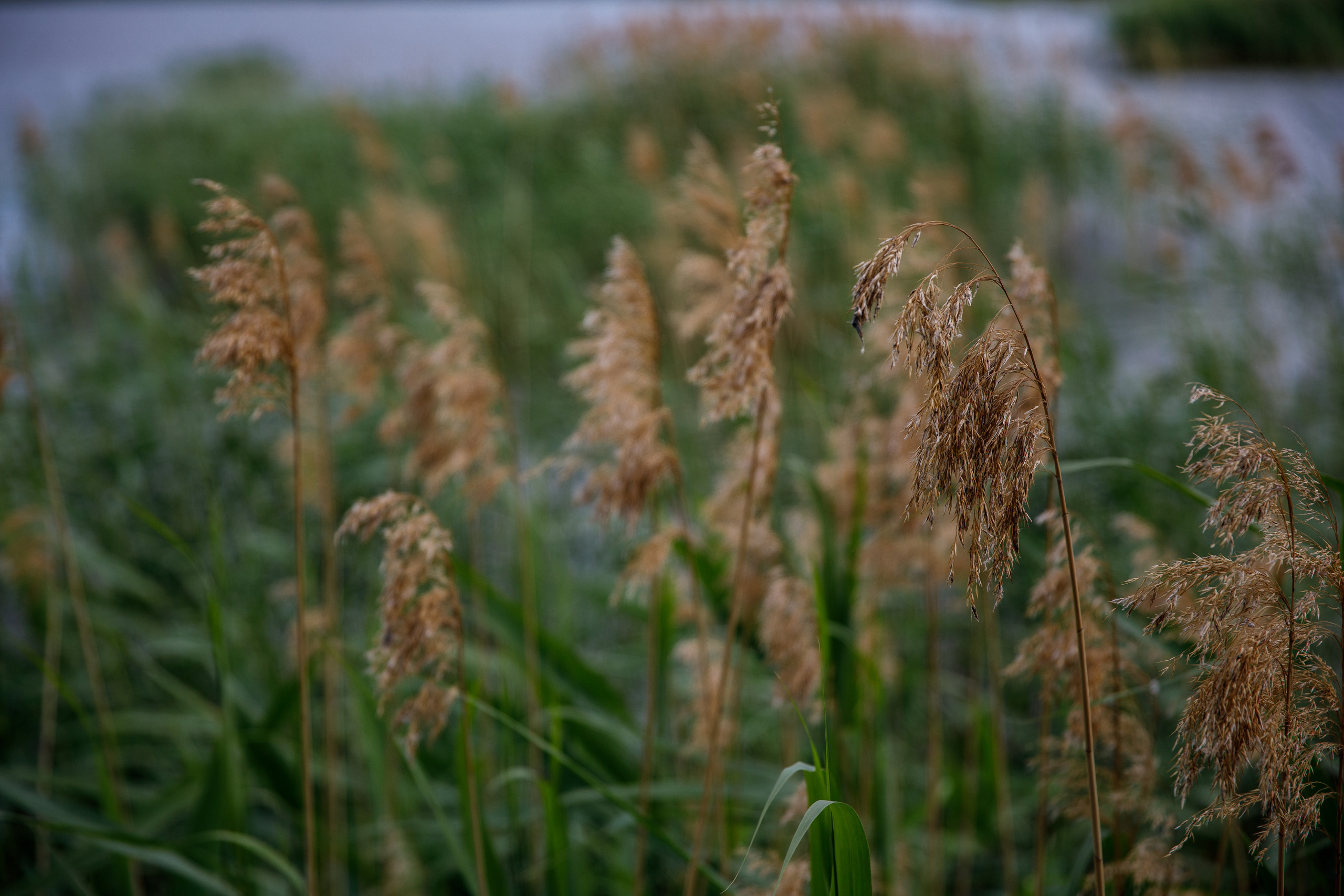 Выпускной в Островском. Фотограф Антон Никандров
