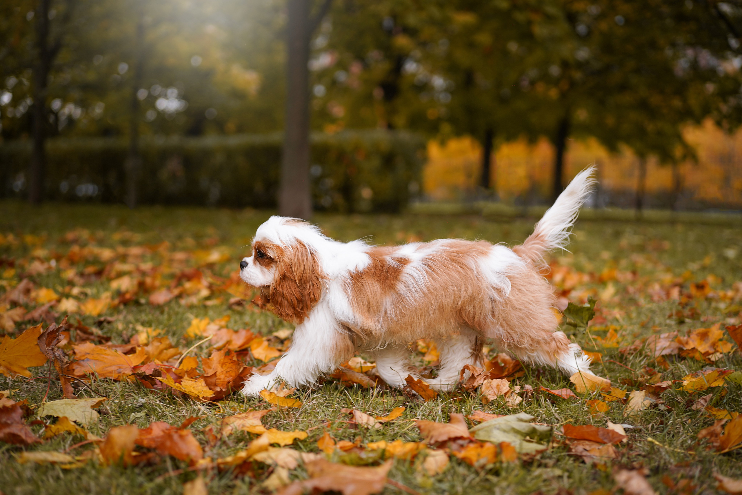Катя Валера Саша и кавалерчики. Фотограф-анималист в Санкт-Петербурге Яна Мартынова