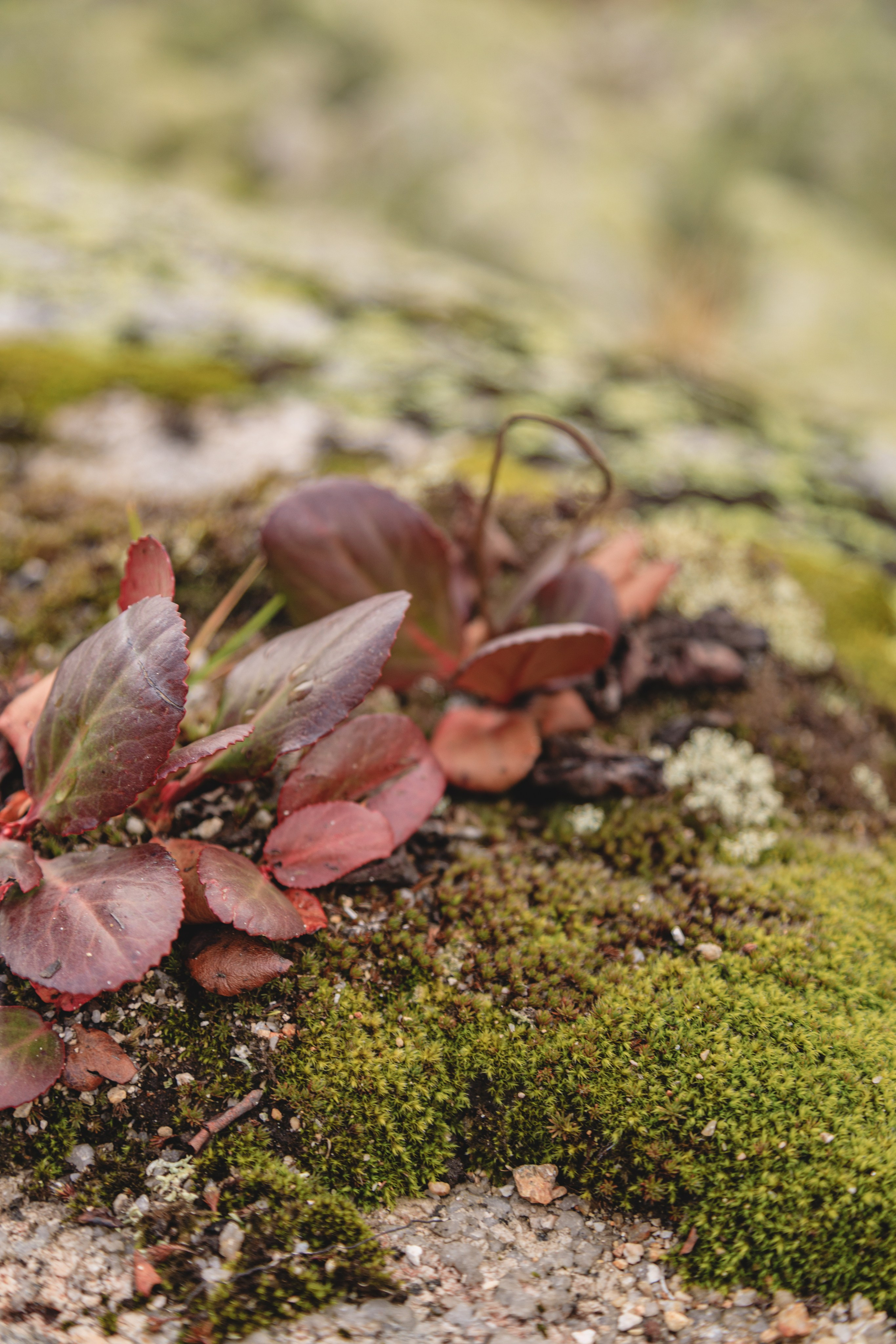 Ергаки (2022-23). Фотограф ваших событий в Красноярске — Макс Захарченко