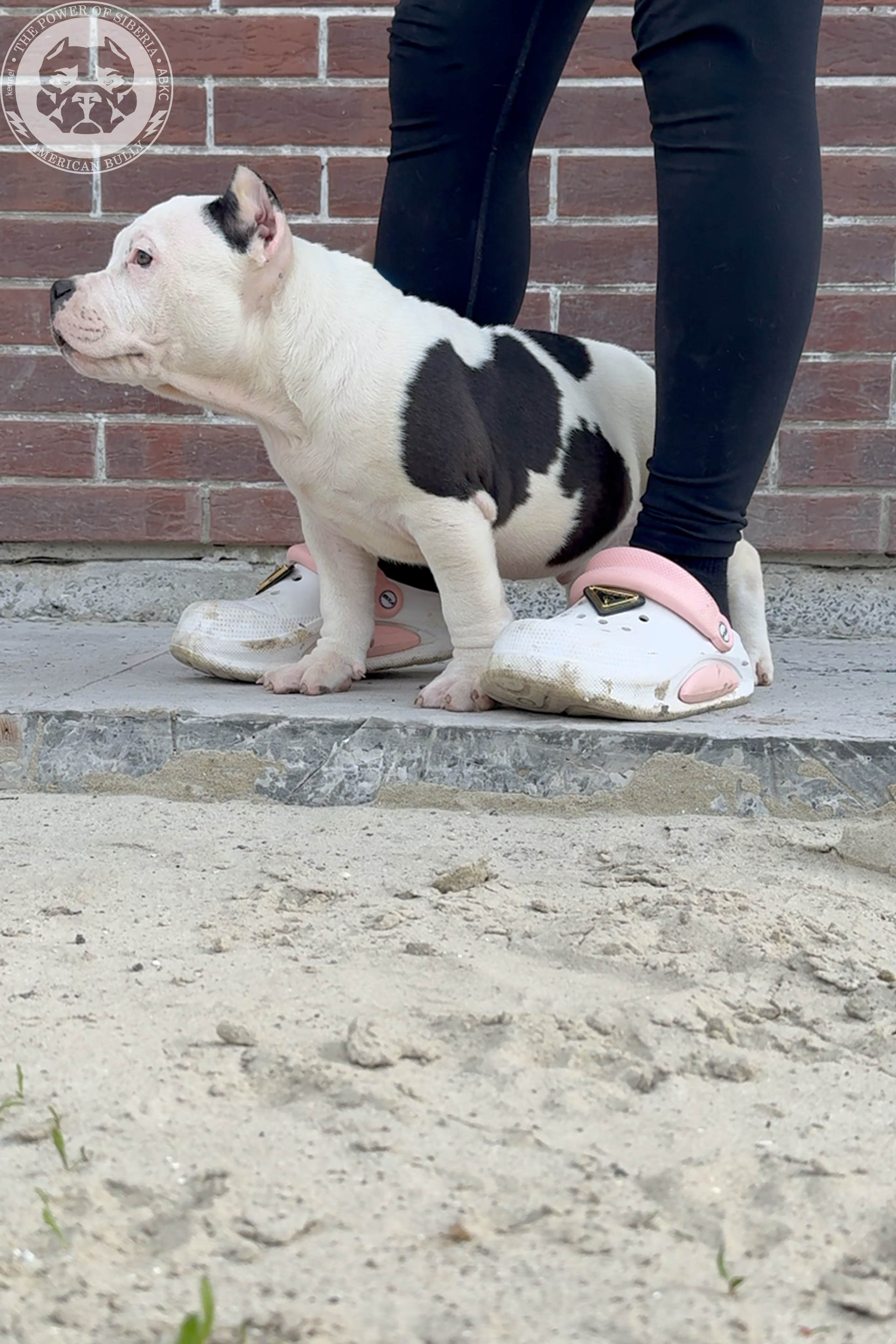 20.01.26-Рокси-Арчи. Американский Булли в г. Ростов-на-Дону. Питомник THE POWER OF SIBERIA