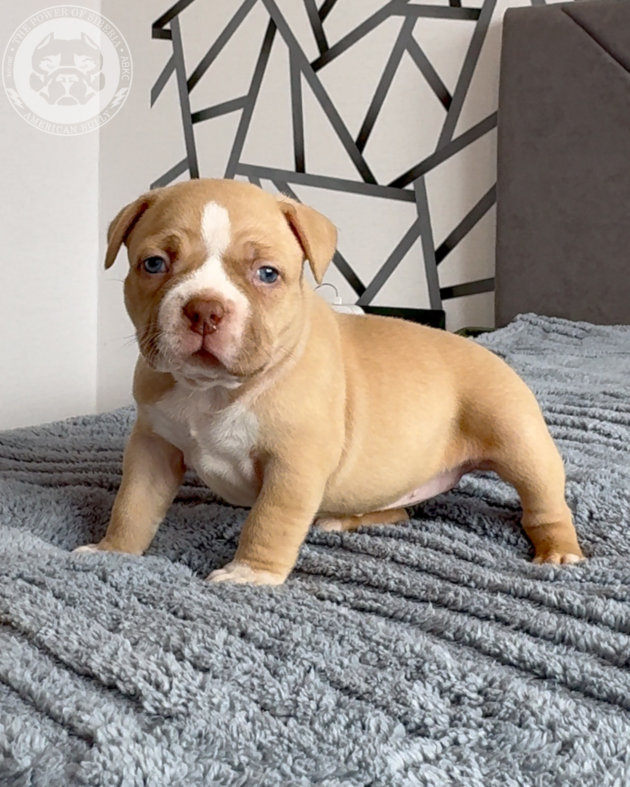 Свободные щенки Американский Булли стандарт и Свободные щенки Американский Булли классик. Американский Булли в г. Ростов-на-Дону. Питомник THE POWER OF SIBERIA