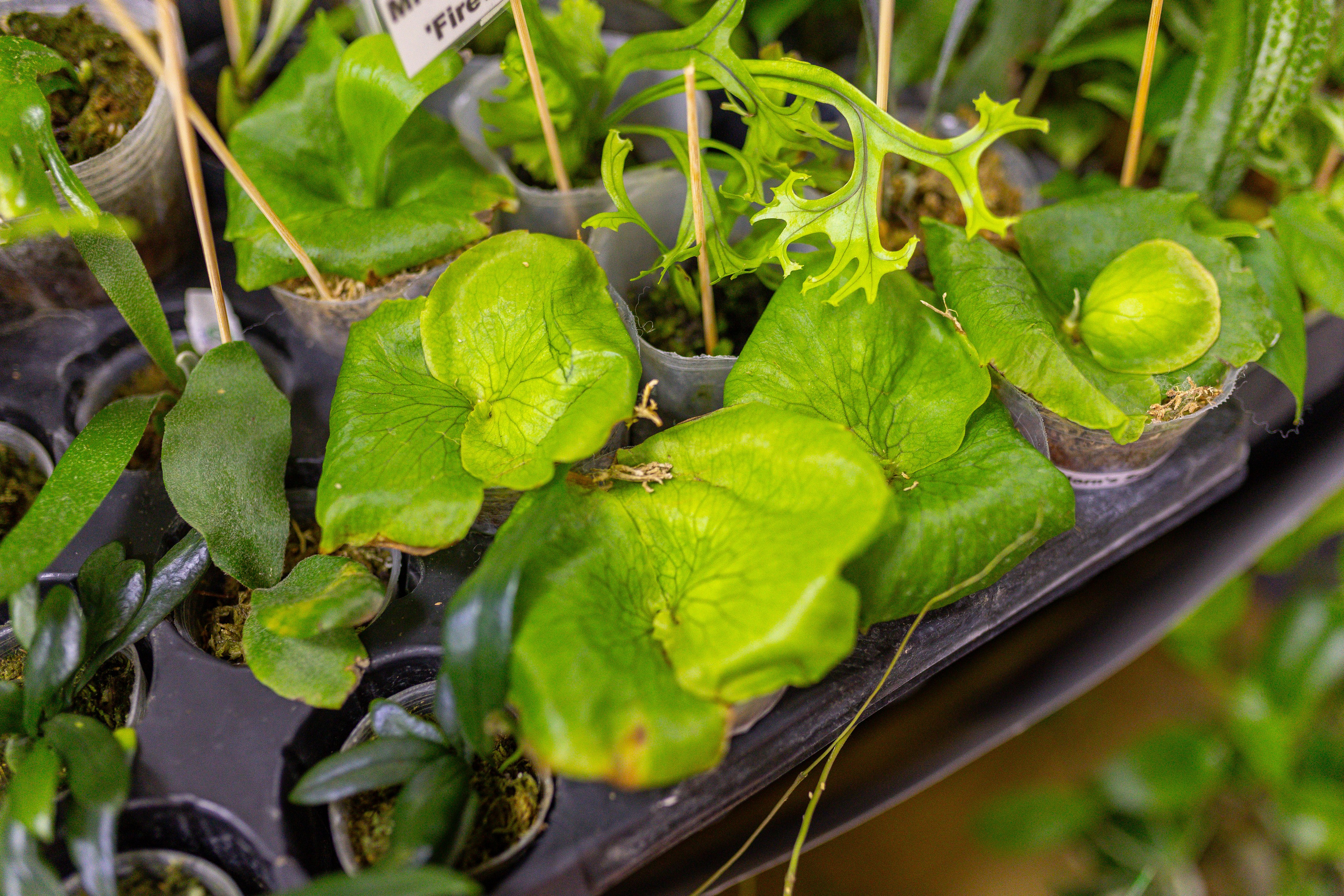 Монстериум 11–12 октября. Александра Куликова фотограф, Москва