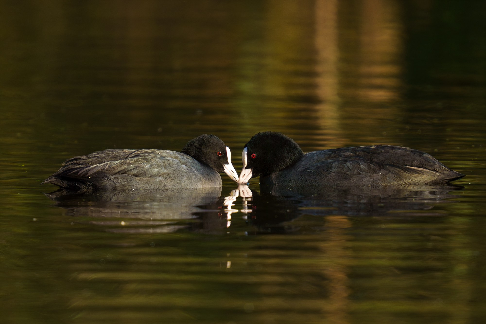 Удивительные мир птиц. Вокруг нас столько прекрасного — присмотритесь!. Ваш личный фотограф Марина Волкова