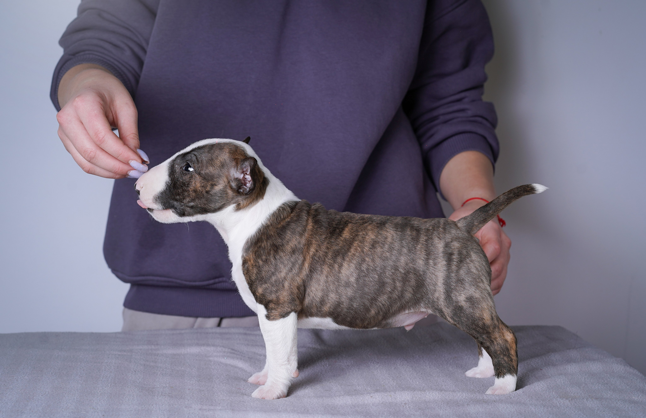 Щенки минибуля. Фотограф-анималист в Санкт-Петербурге Яна Мартынова